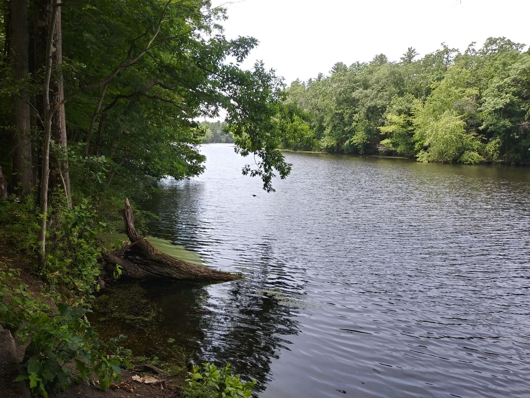 A calm river with a fallen log on the bank, surrounded by green trees. - Nashua River Rail Trail loop from Shepley Hill