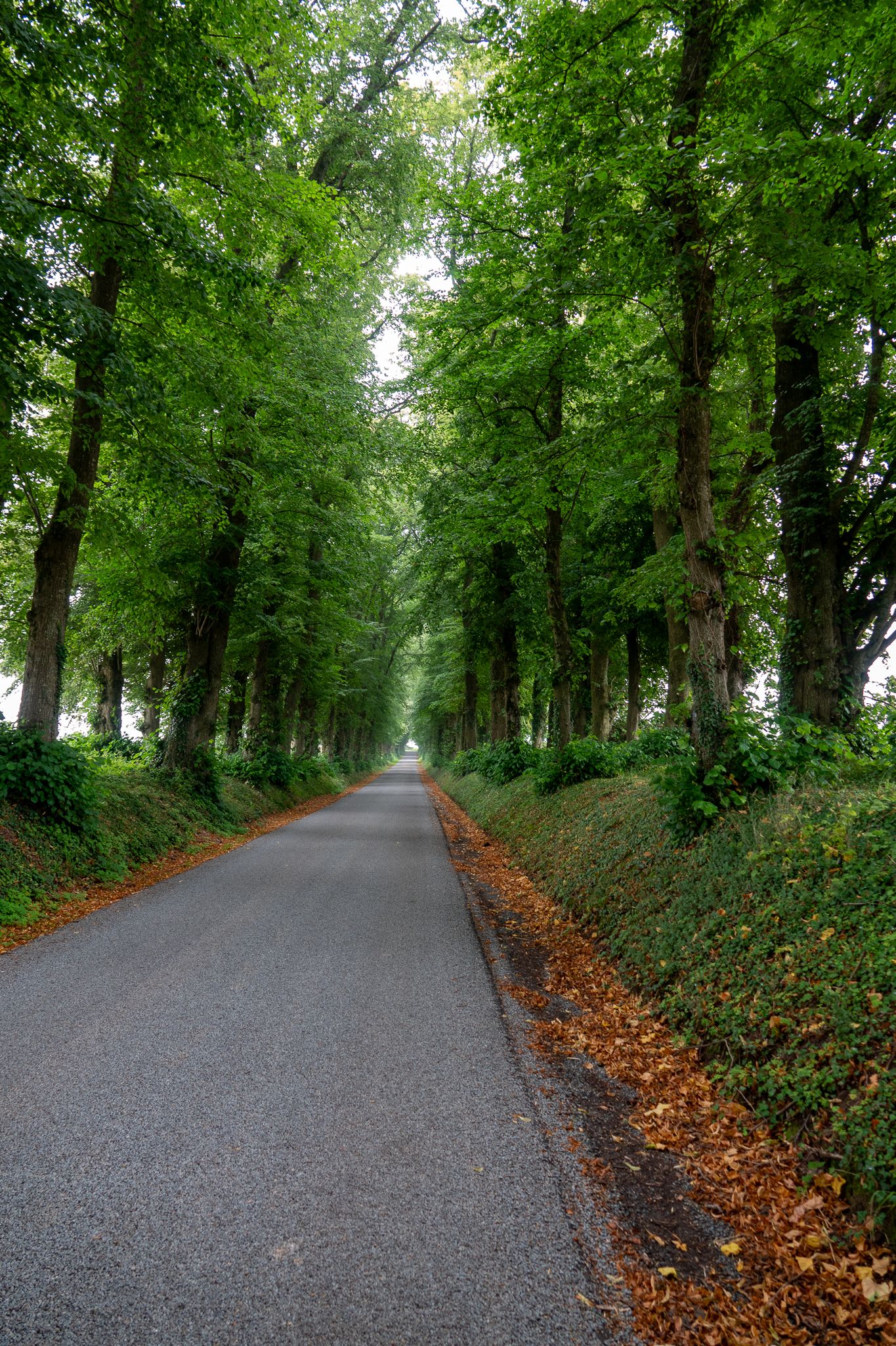 Zicht op de Allée des Tilleuls