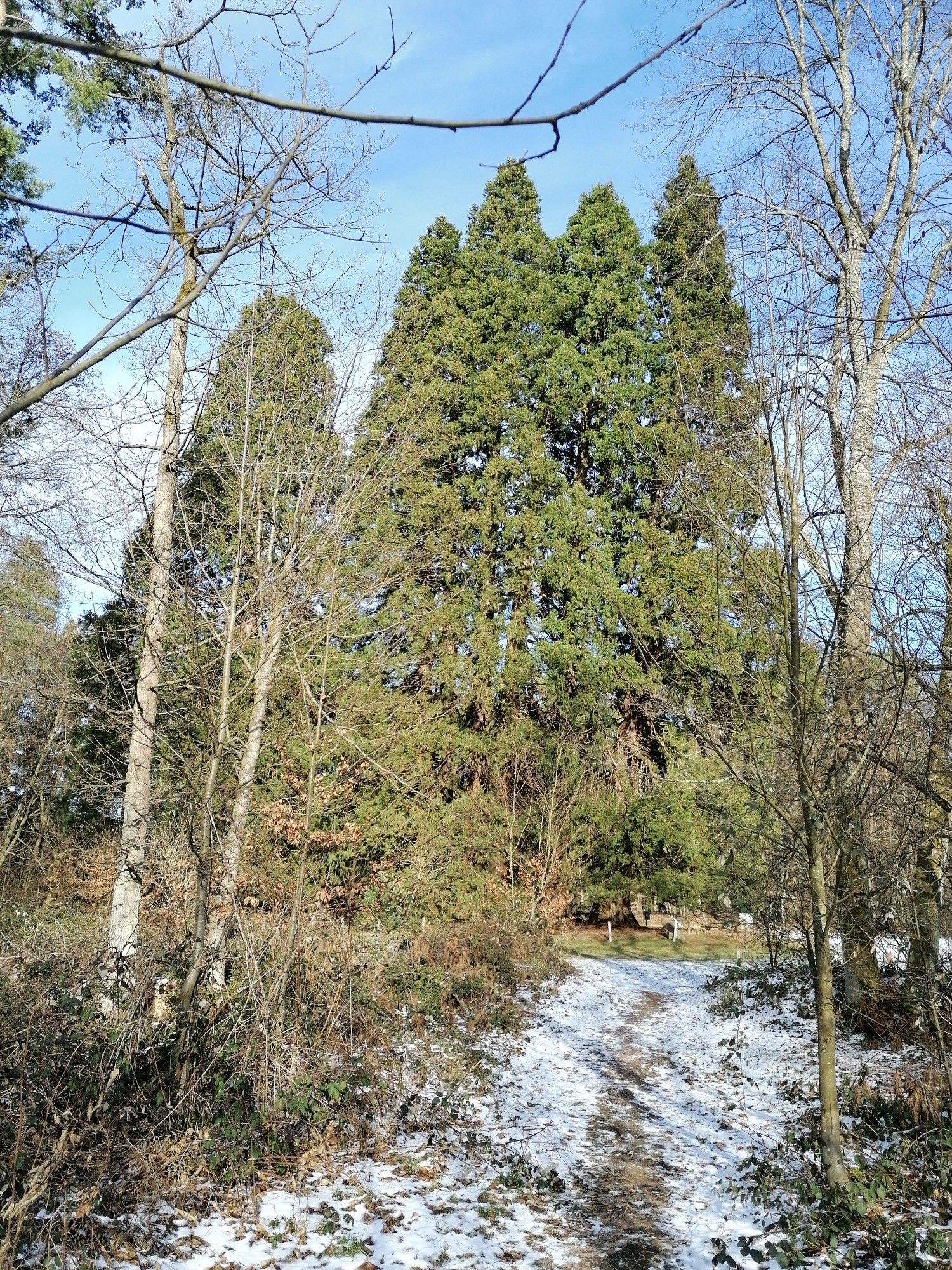 Mammutbäume