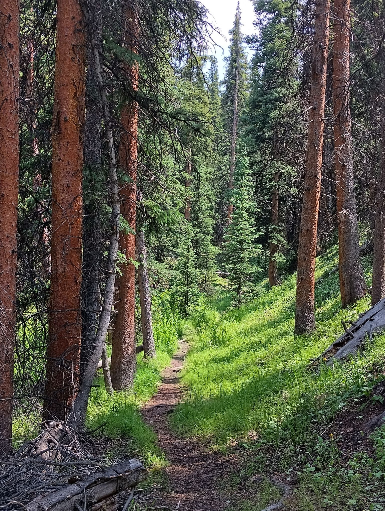 A narrow dirt path winds through a sunlit, dense pine forest. - Rainbow Lake via Pine Creek Trail