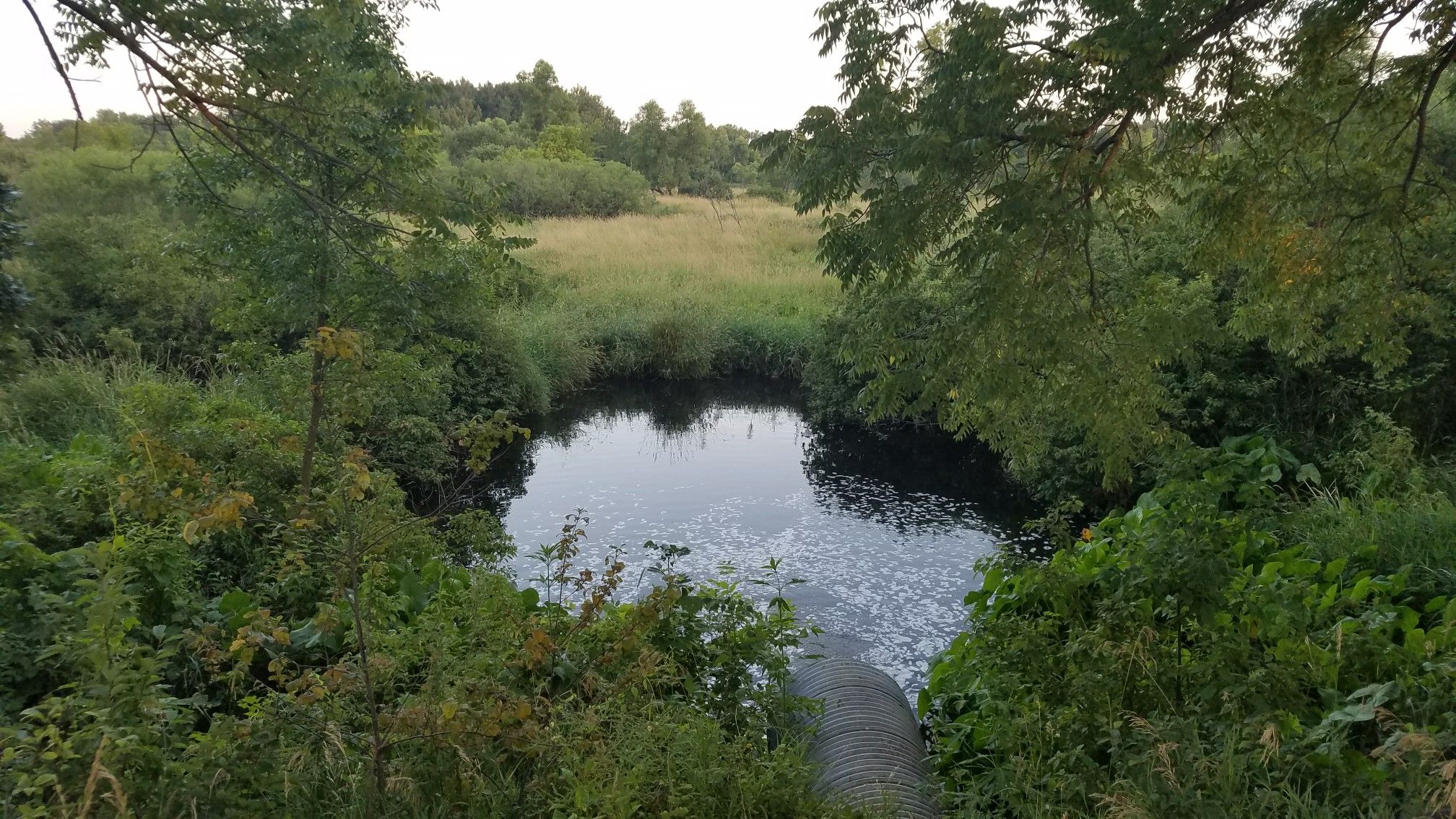 Dark pond surrounded by lush green trees and tall grass on an overcast day. - Whitetail Woods Southern Loop