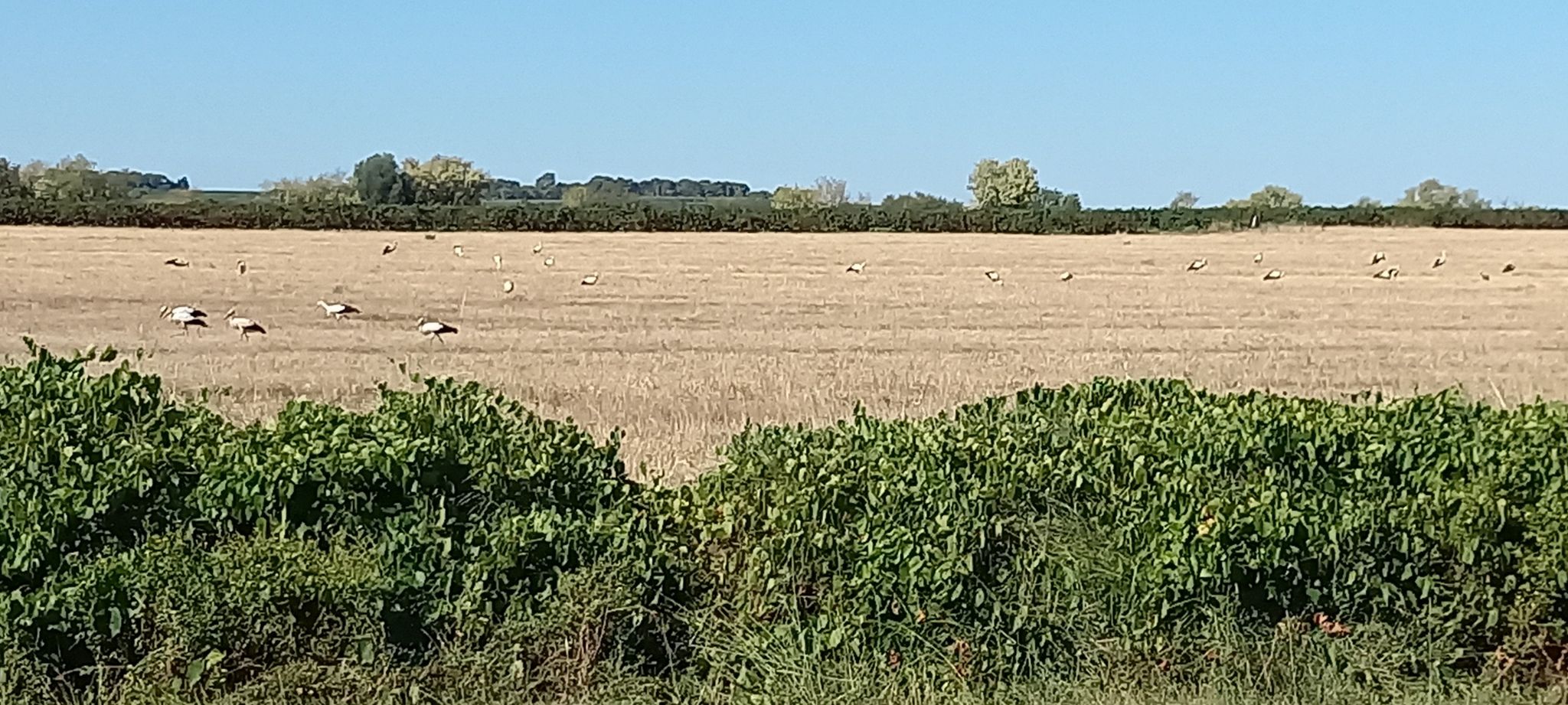 6 gognes au moins