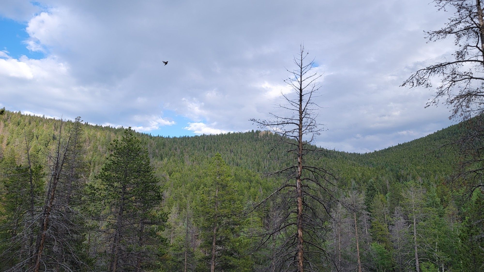 Forested hills with many dead trees under a cloudy sky, a bird flying. - Lower Maxwell Falls Trail
