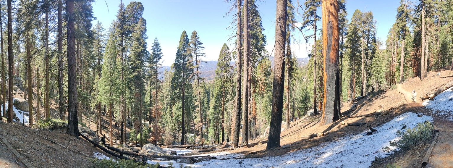Panoramic view of a forest with tall trees, some snow, and clear sky. - Congress Trail Loop