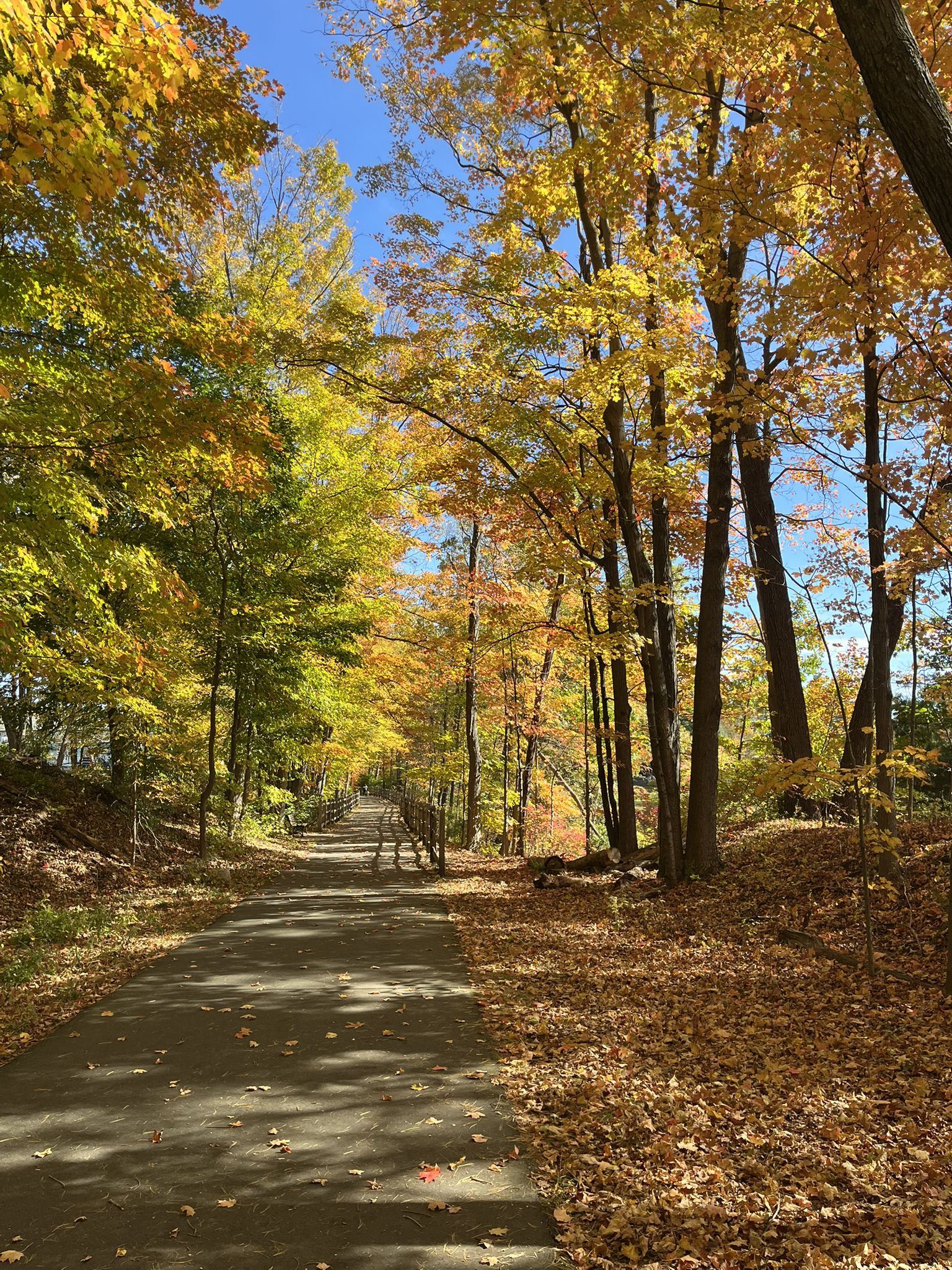 Sunny autumn path lined with vibrant yellow and orange trees. - Farmington River Trail – Bond Pond loop from Canton