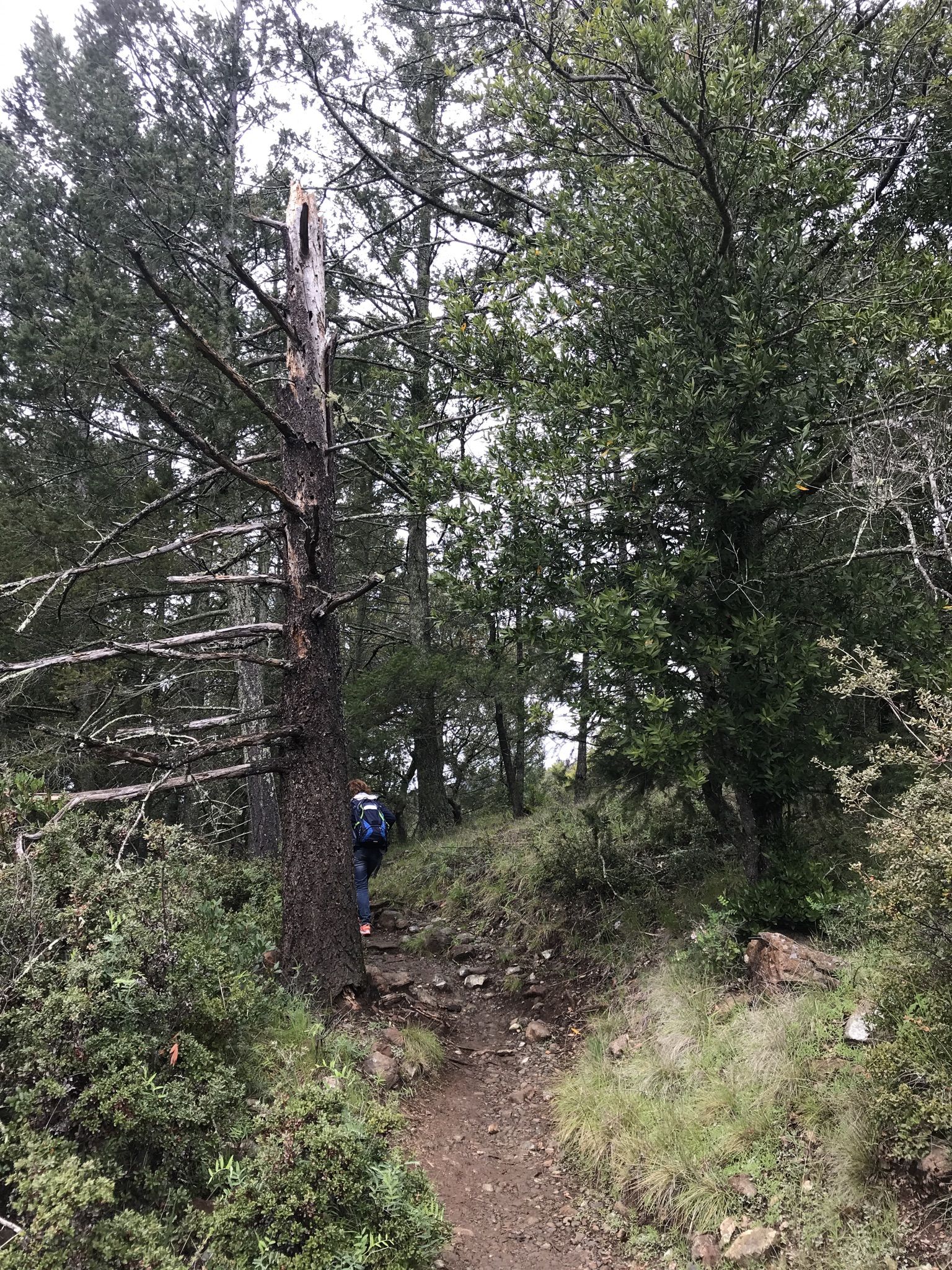 Hiker on a narrow dirt trail through a dense, overcast forest. - Pony Gate, Bald Mountain Trail, and Lower Bald Mountain Trail Loop