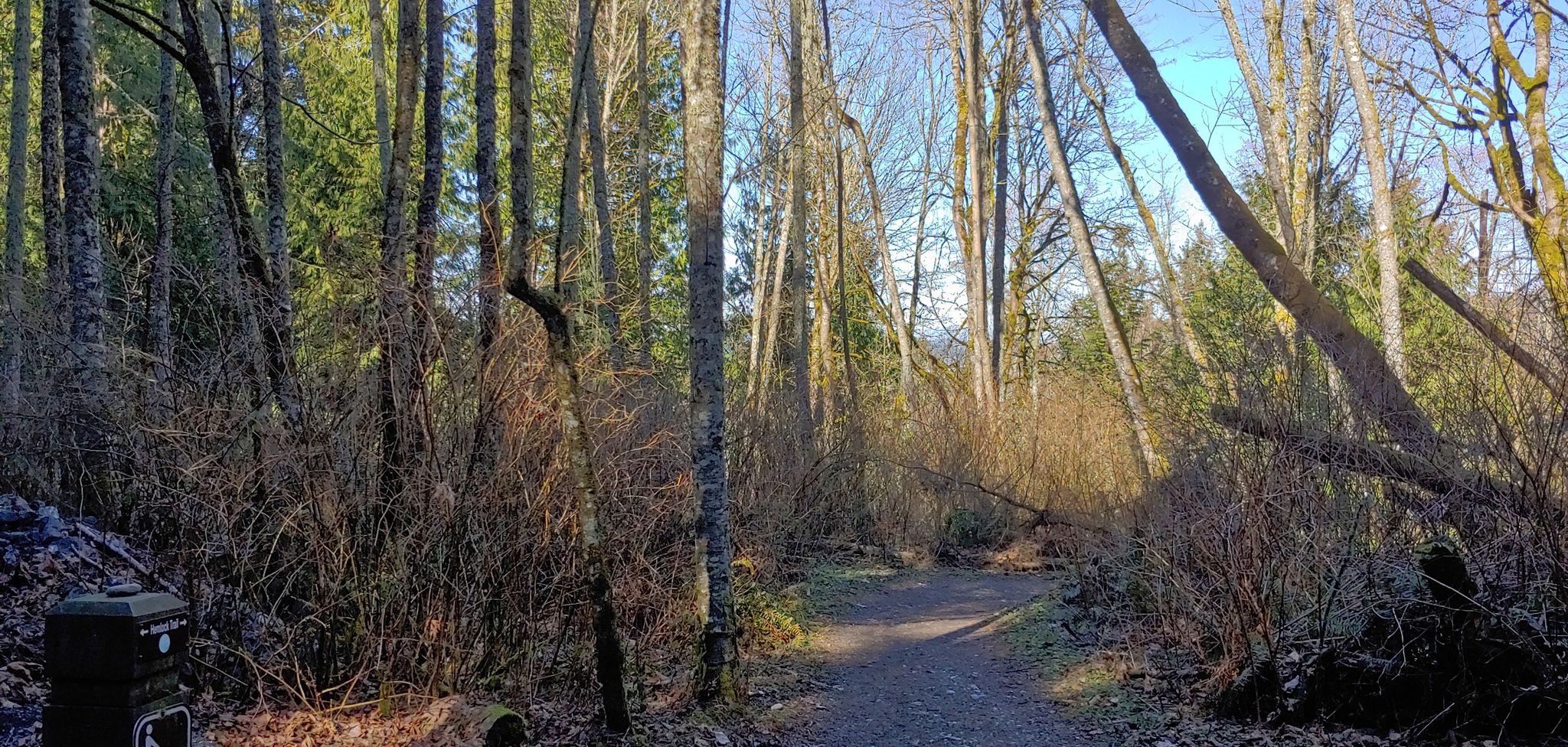 A sunlit dirt path winds through a forest with tall trees and bare branches. - Lost Lake and Interurban Trail Loop