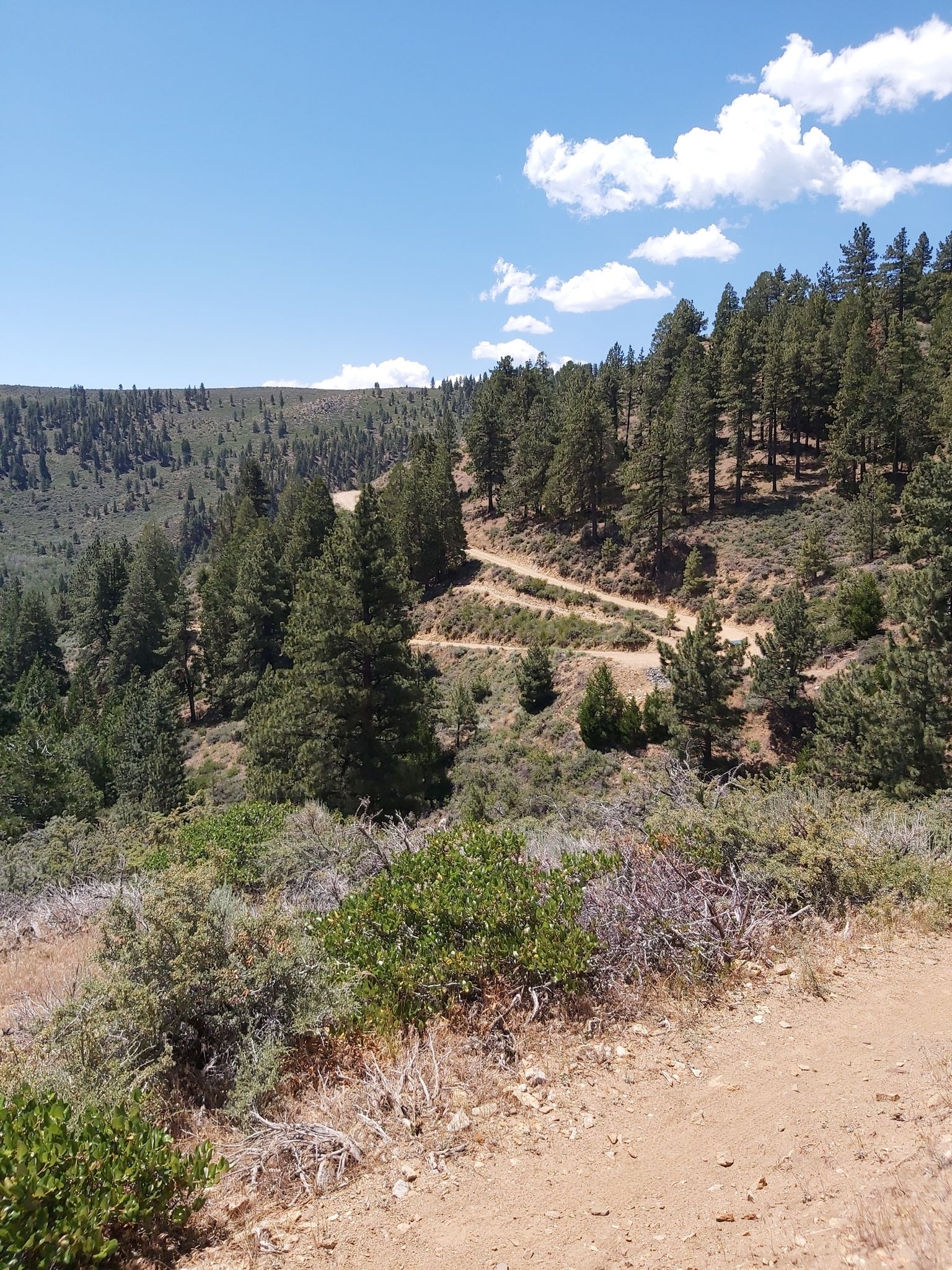 A dirt road winds through a sunny, forested valley under a blue sky. - Kings Canyon Upper Waterfall Loop