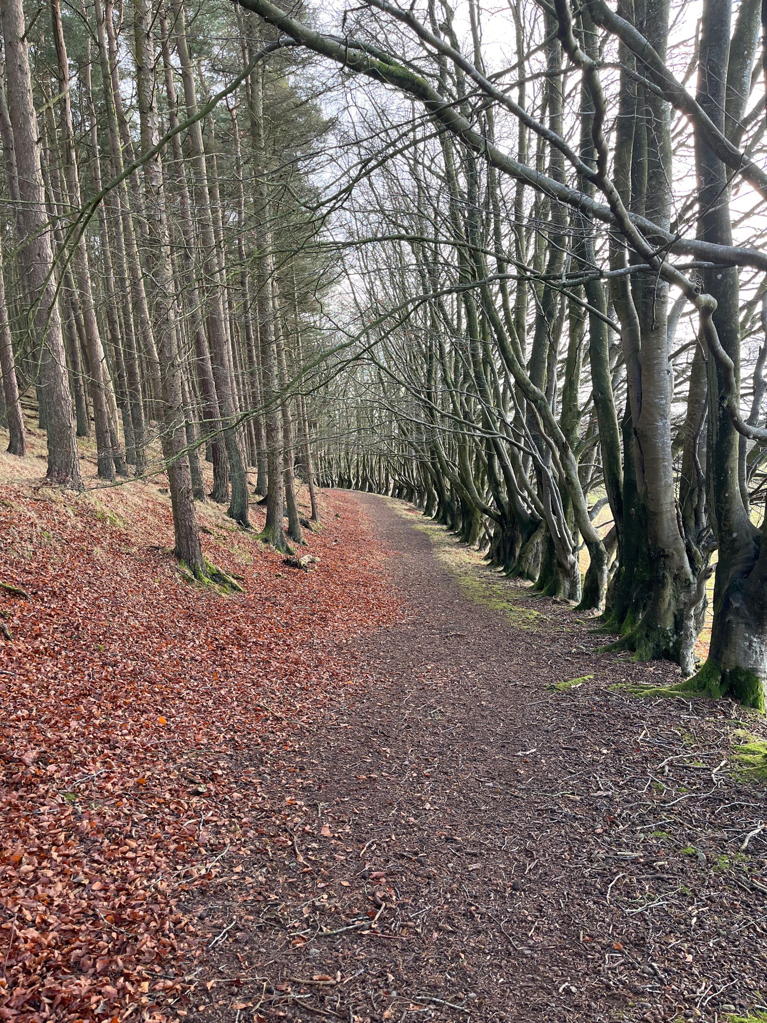 Beech tree avenue