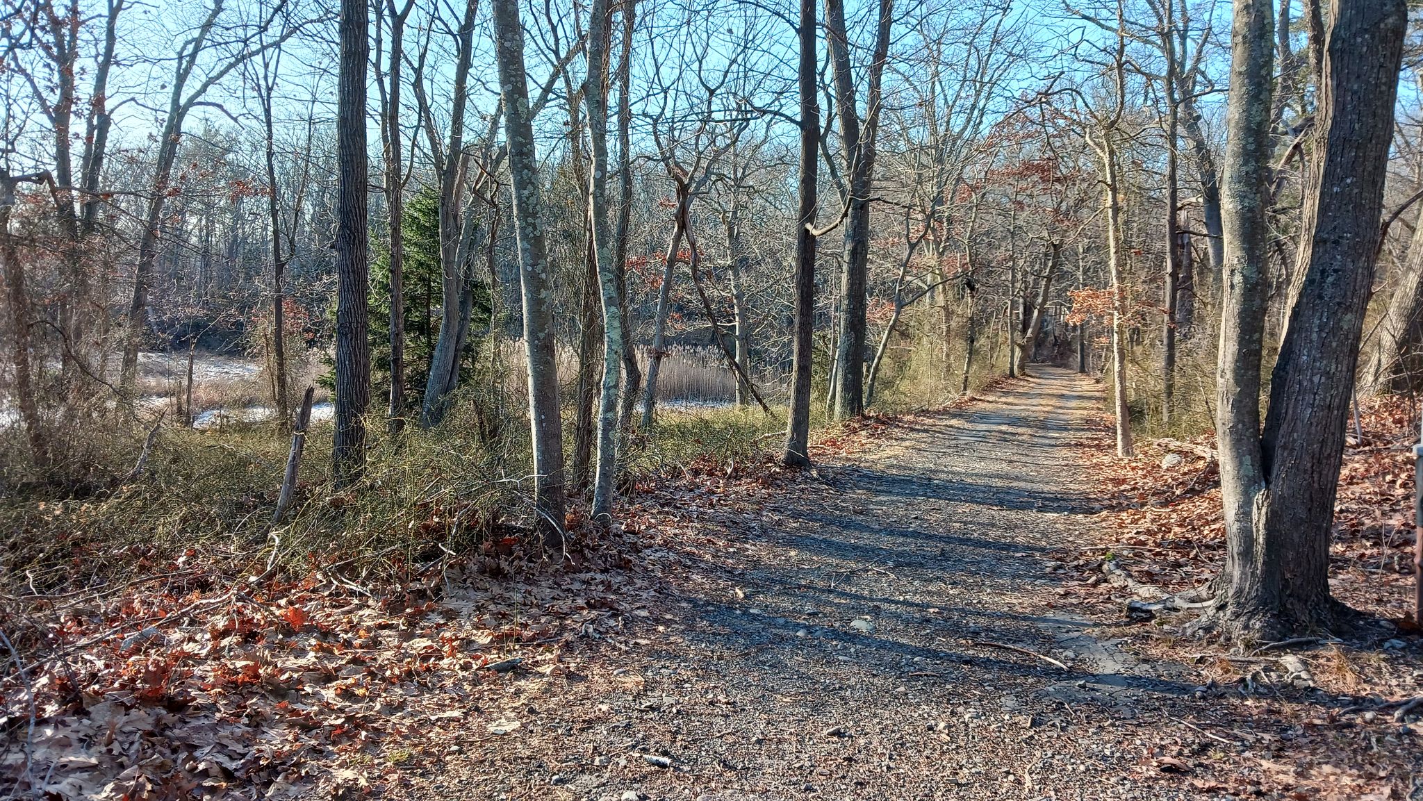 Sunny dirt path through a bare forest with a water body nearby. - Bare Cove Loop (Long) – Bare Cove Park