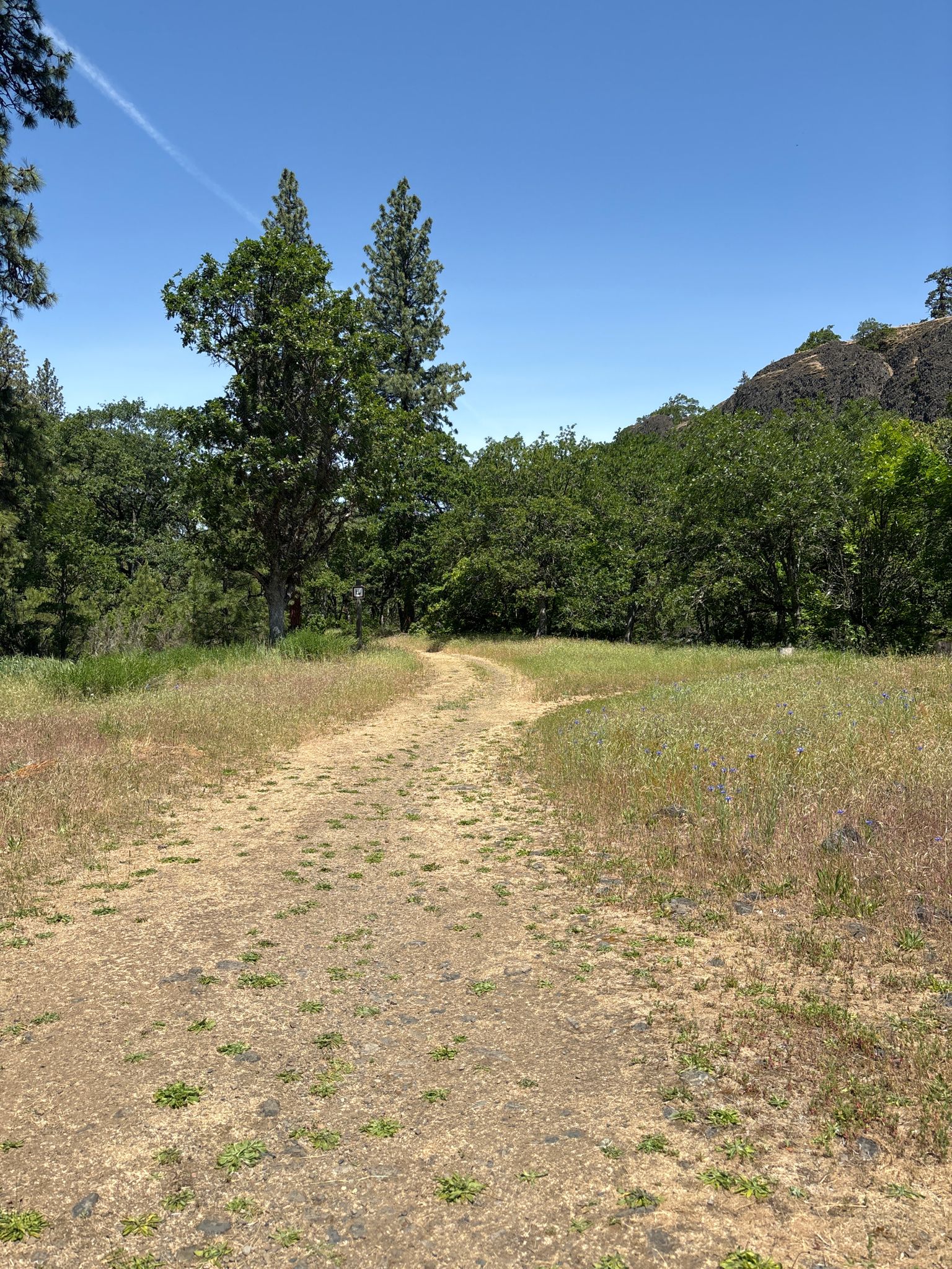 A dirt path winds through a sunny, grassy field with trees and a rocky hill. - Catherine Creek Arch Loop