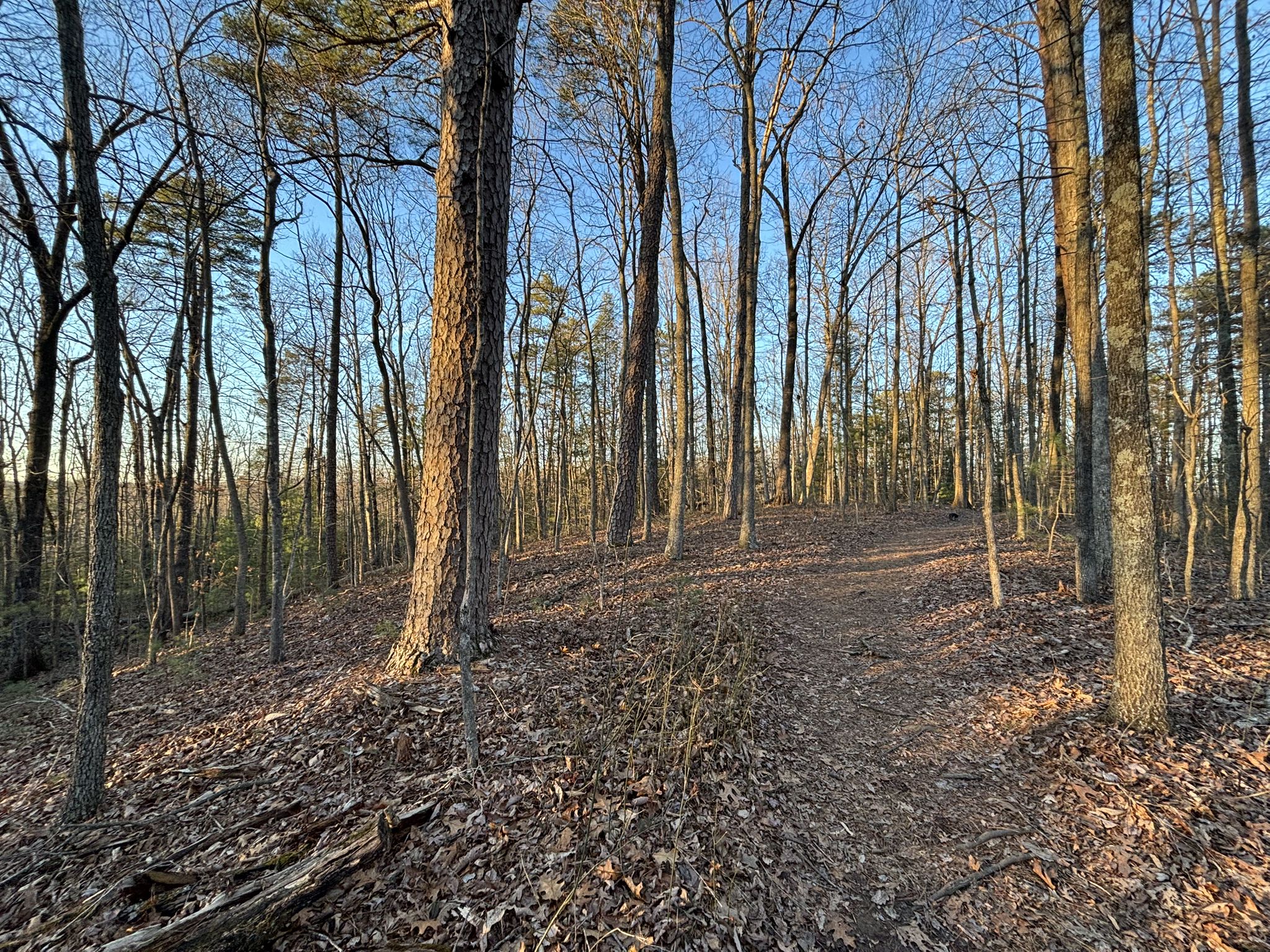Forest floor covered in brown leaves, with tall bare trees in warm sunlight. - Koomer Ridge Trail to Indian Staircase
