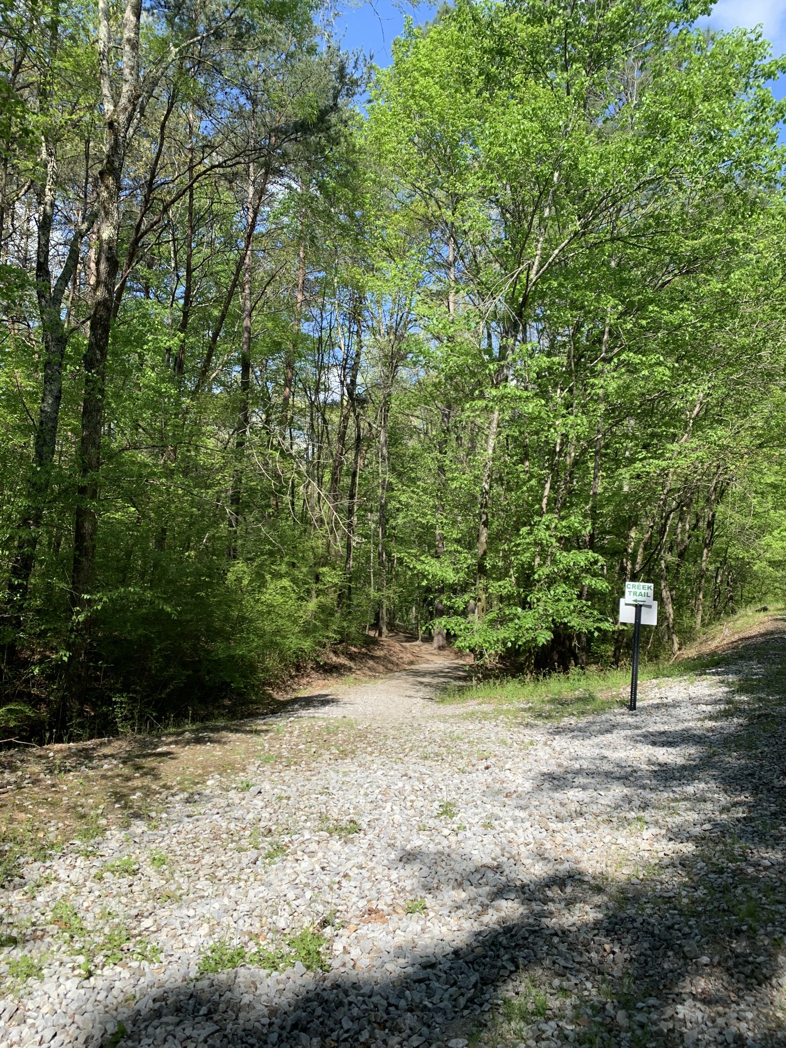 Gravel path leading into a sunlit, dense green forest. - Five Mile Creek Greenway