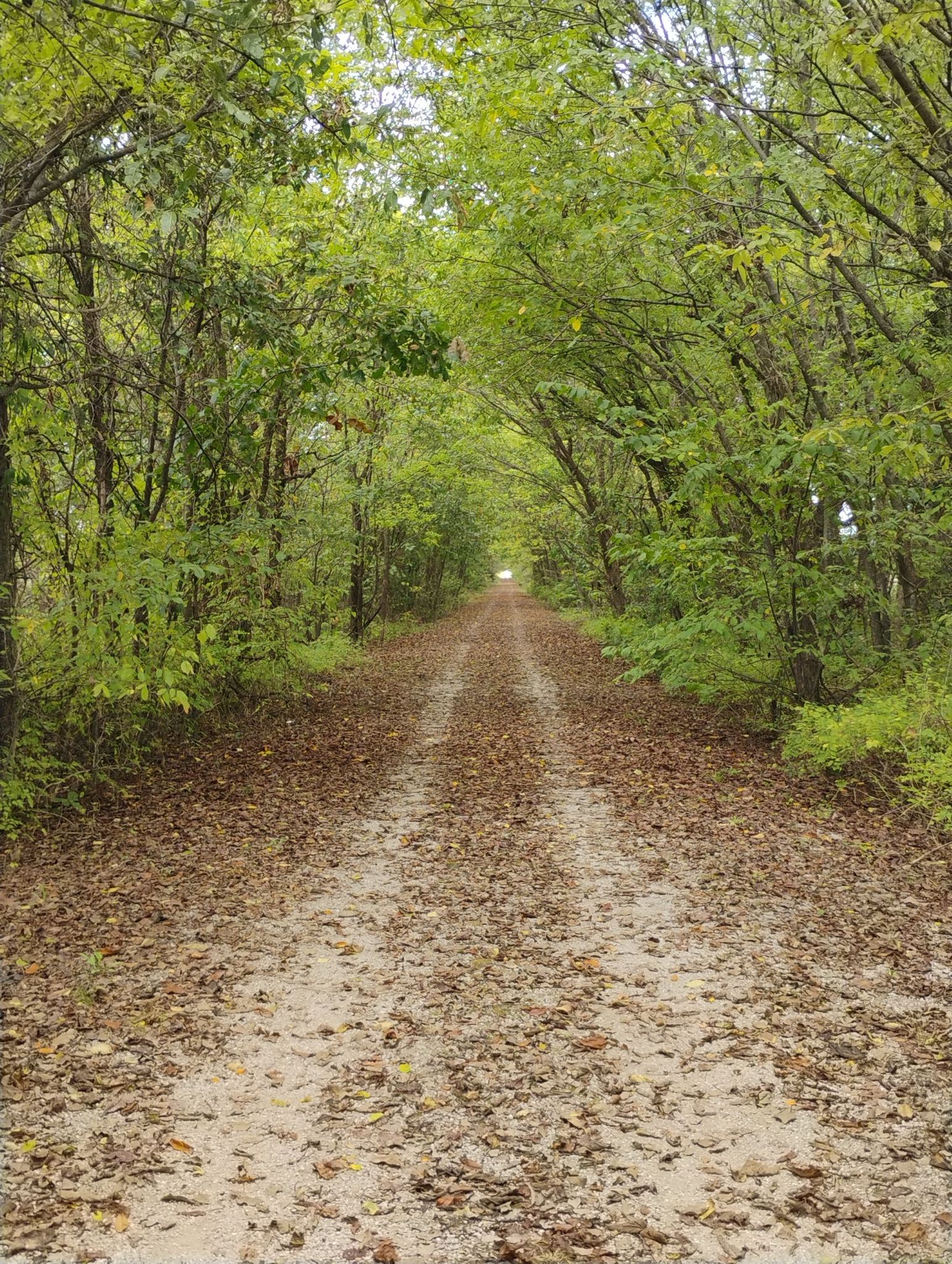 Leaf-covered dirt path through a dense green forest. - Beautiful Bridge loop from Willard
