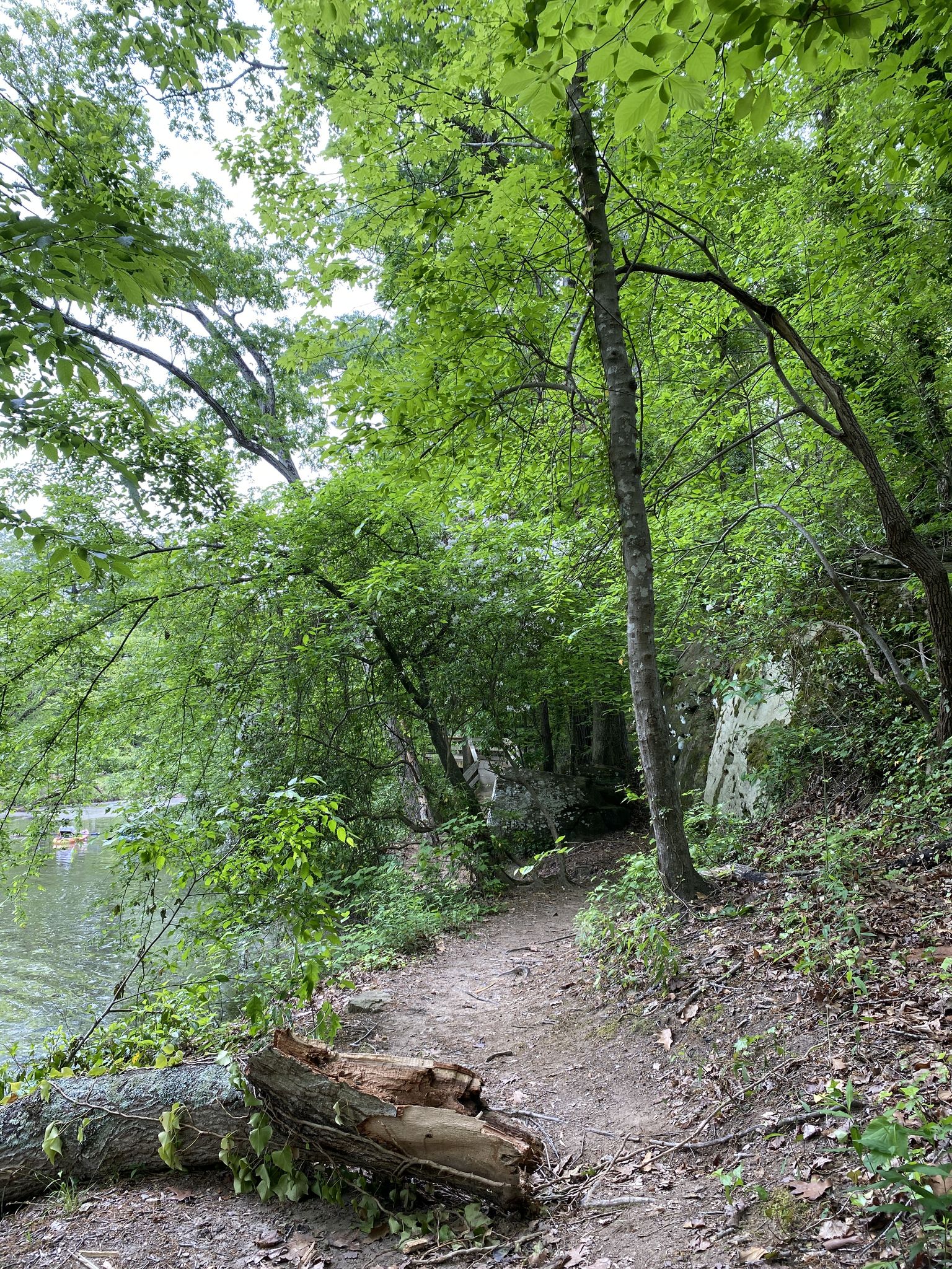 A dirt trail winds through a dense green forest with a fallen log. - Crabtree Creek and House Creek Trail Loop