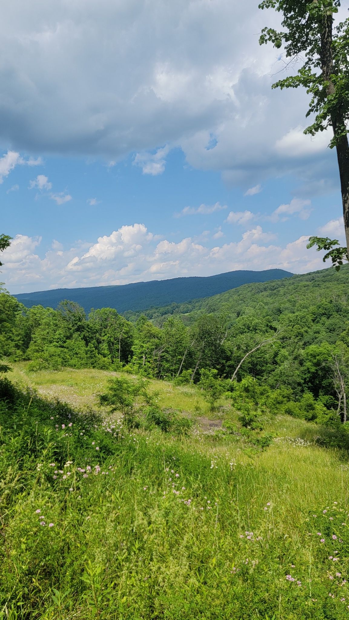 Lush green hills under a bright, partly cloudy sky. - Brush Tunnel – Frostburg Trailhead loop from Corriganville