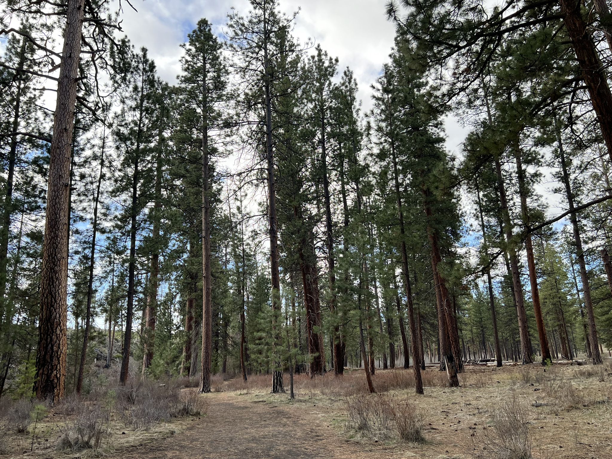A dirt path through a dense pine forest under an overcast sky. - Shevlin Park Loop