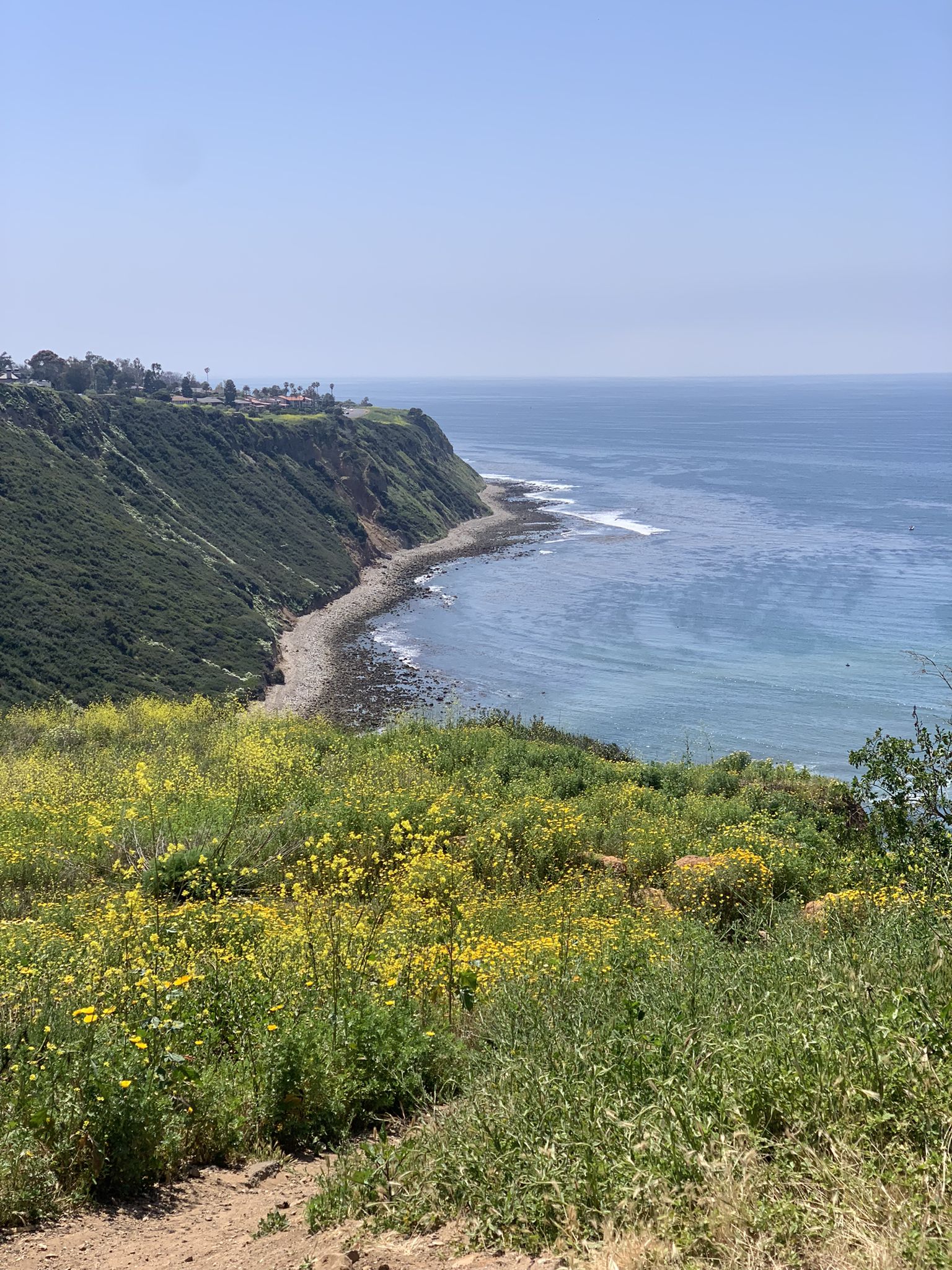 Sunny view of wildflowers on green cliffs overlooking the blue ocean. - Torrance Beach – Miramar Park loop from Redondo Beach