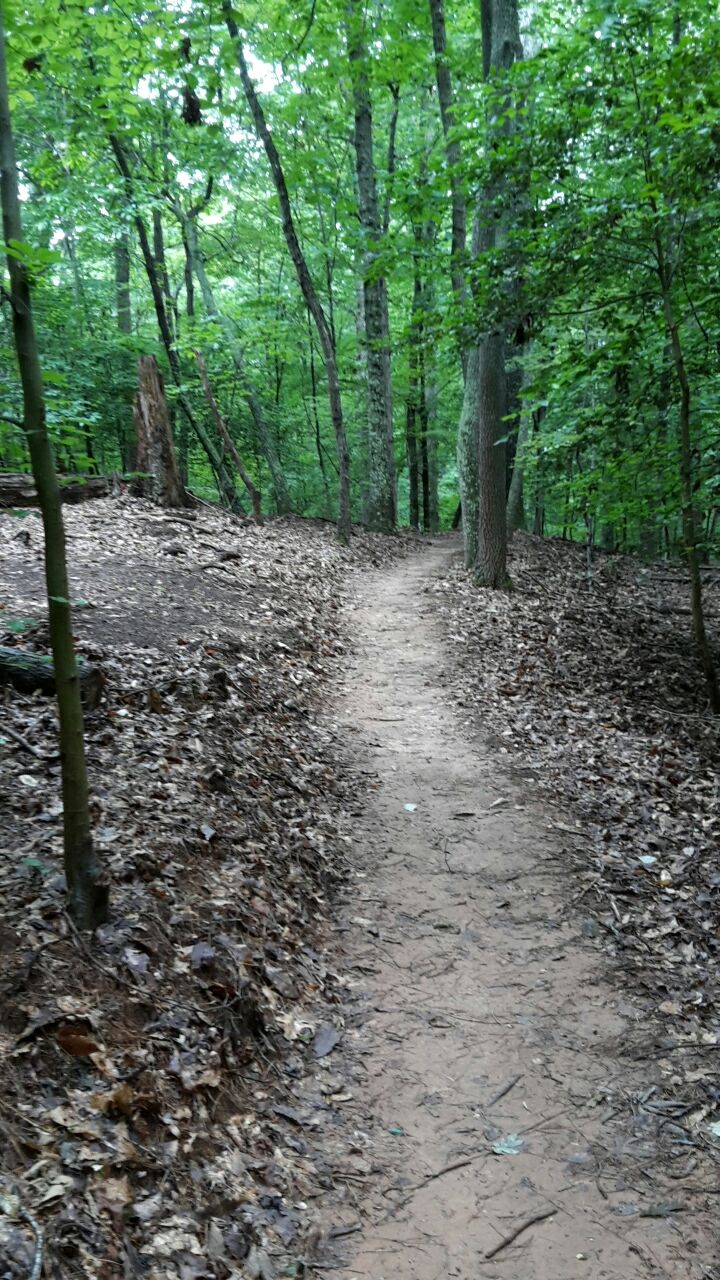 Narrow dirt path winding through a dense, shaded green forest with fallen leaves. - Hawk Loop Trailhead – Park Lake loop from Lake Norman State Park