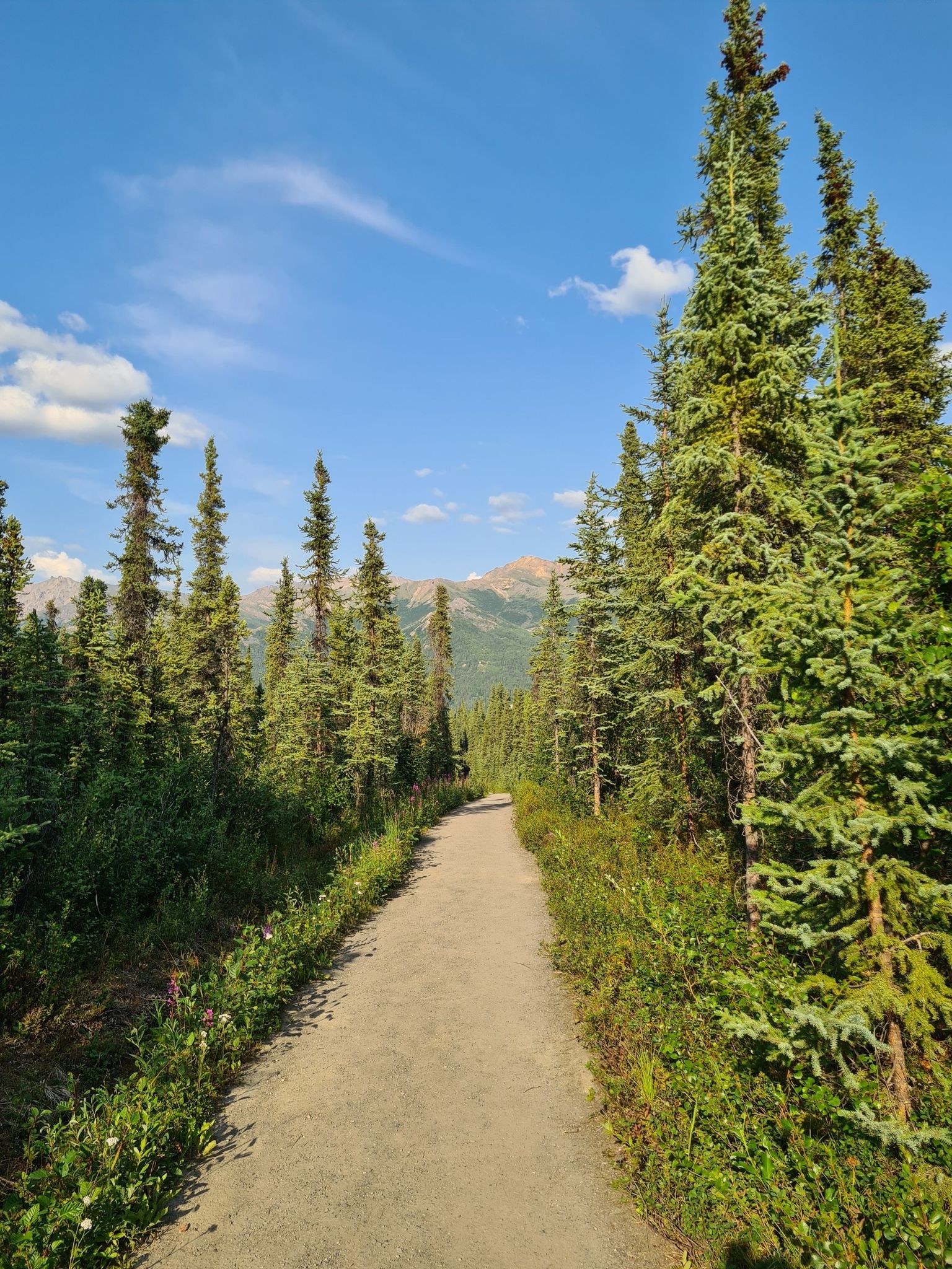 A sunlit dirt path leads through tall evergreen trees towards distant mountains. - Mount Healy Overlook Trail & Taiga Loop