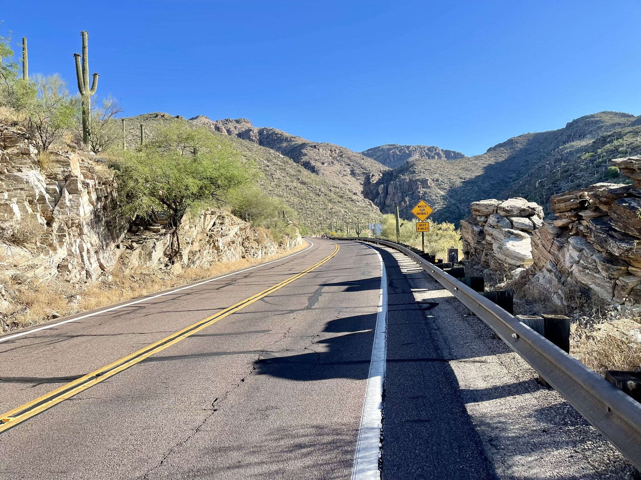 Winding mountain road through rocky desert hills with saguaro cacti under blue sky. - Babad Do'ag Viewpoint – Molino Basin Campground loop from Tanque Verde
