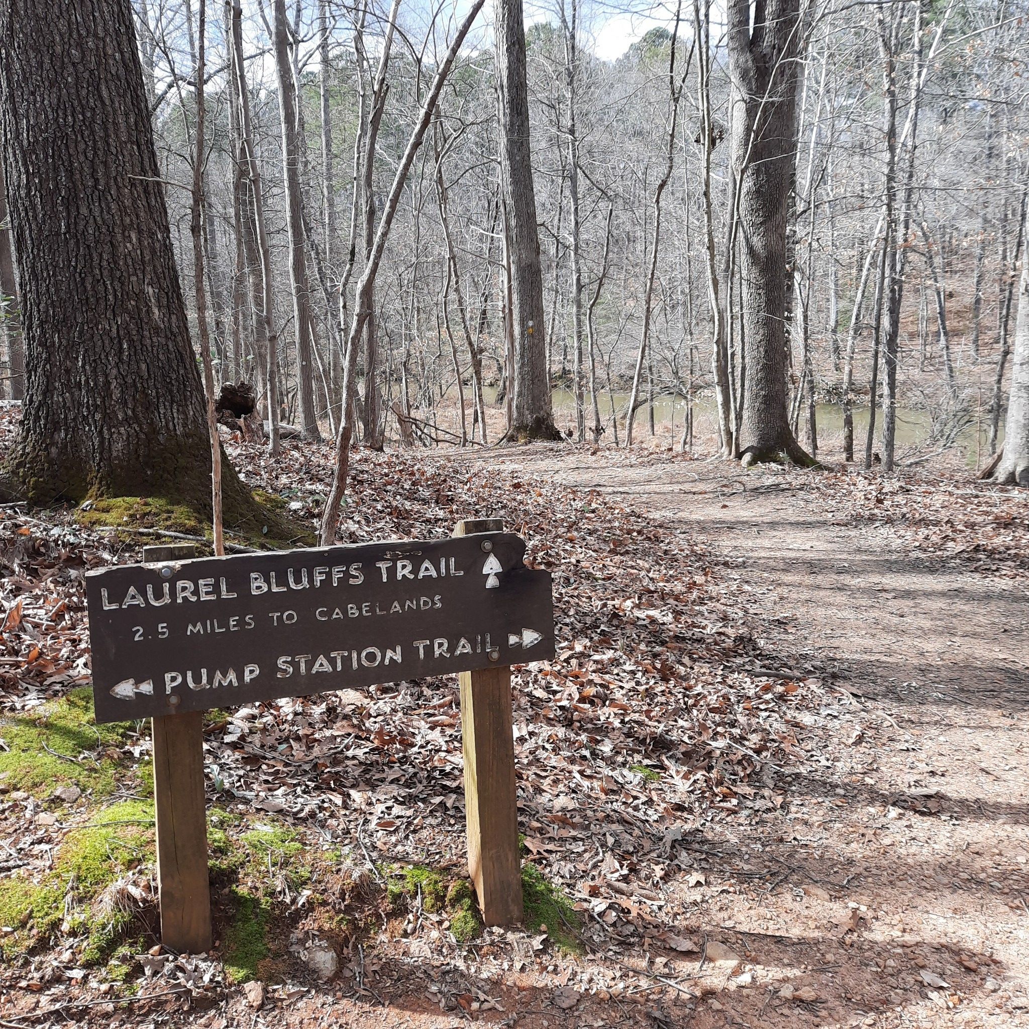 Wooden signpost on a leaf-covered forest path with bare trees. - Mountains-to-Sea Trail: Laurel Bluffs