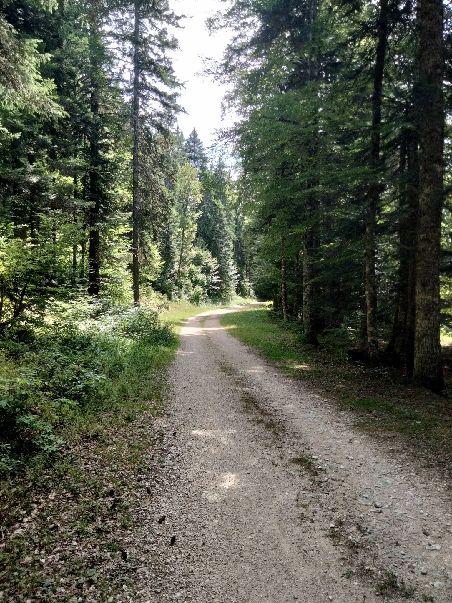 Foret