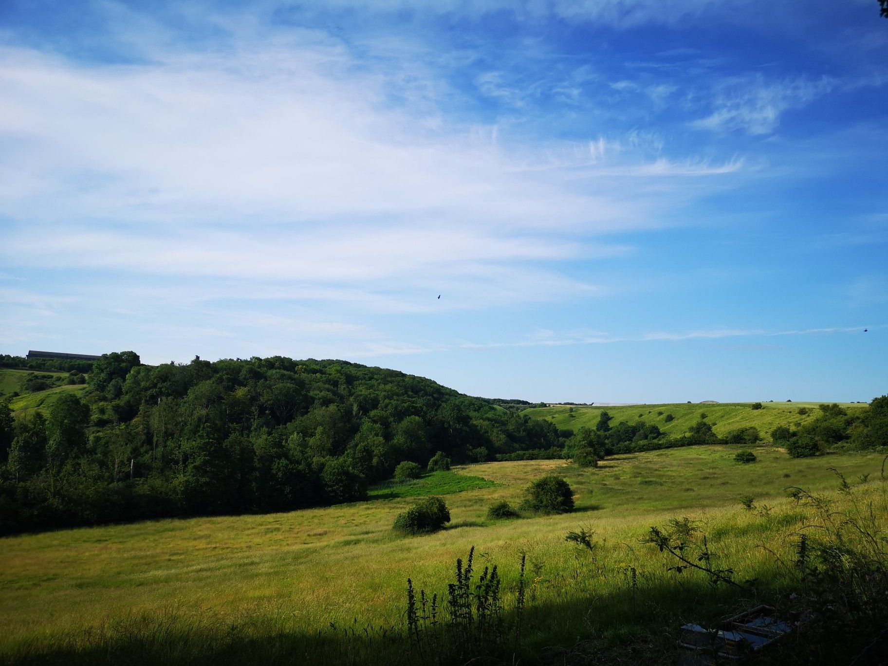 Clouts Wood Valley 