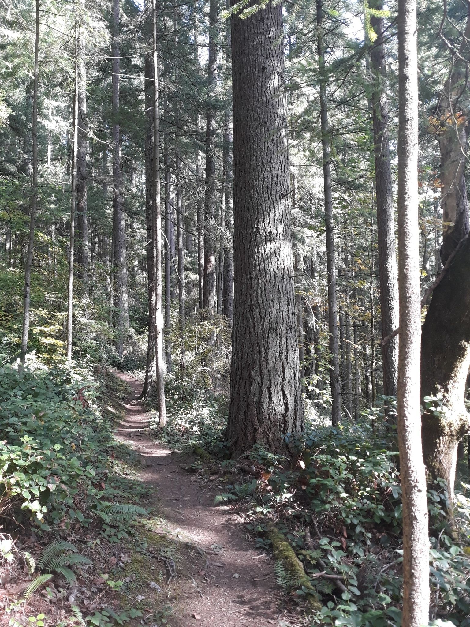 Narrow dirt path winding through a dense forest with tall trees. - Wilderness Peak Loop