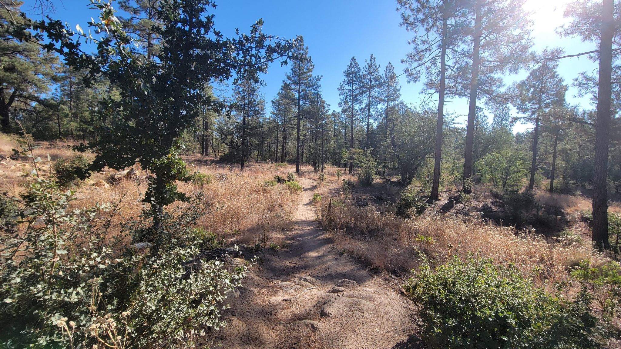 Sunny dirt path winding through a forest with pine trees and dry grass. - Noodle, Waterline, and Juniper Gate Loop