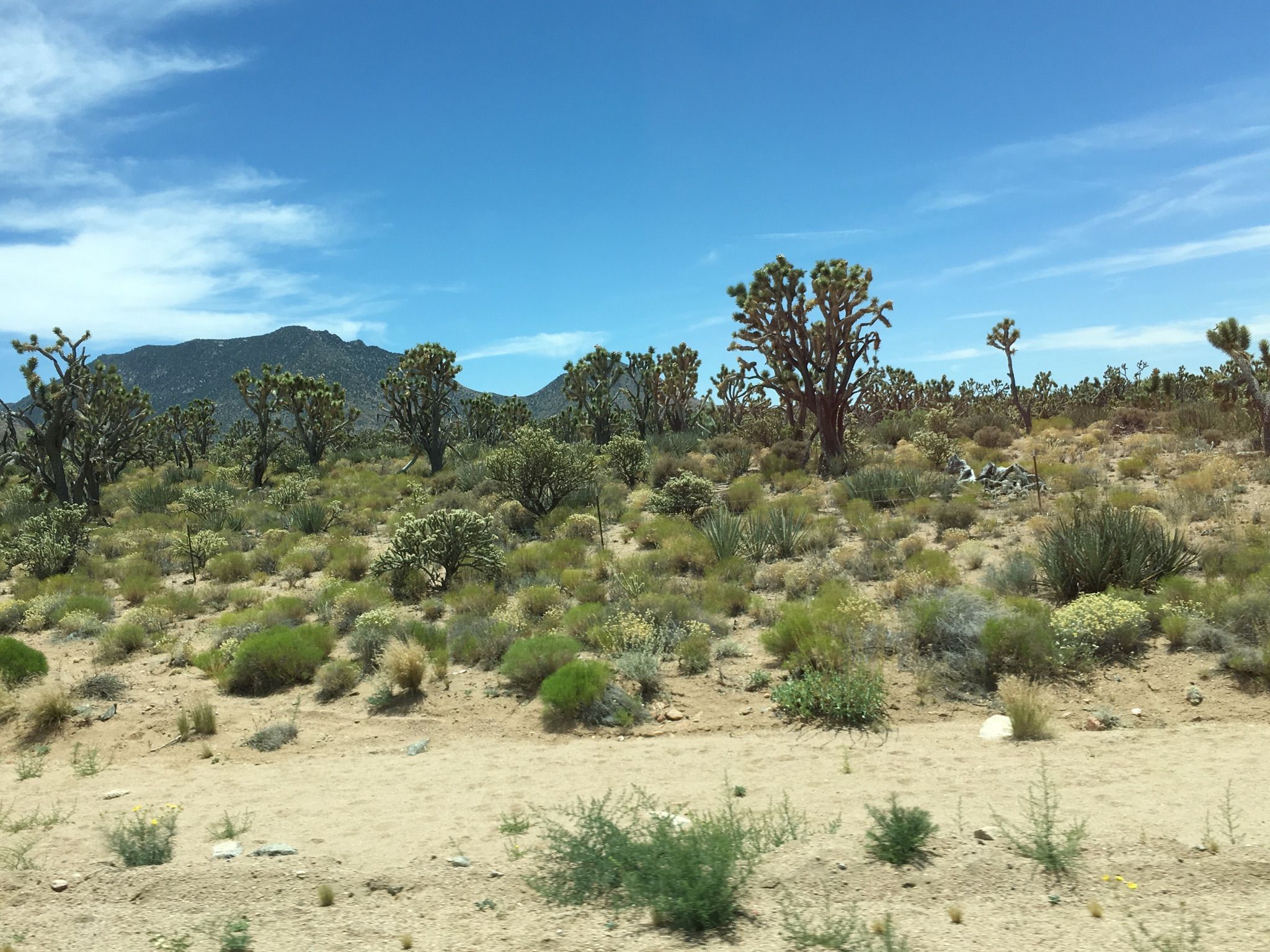 Sunny desert landscape with Joshua trees, shrubs, and distant mountains under a clear blue sky. - Arizona Joshua Tree Forest to Grand Canyon West