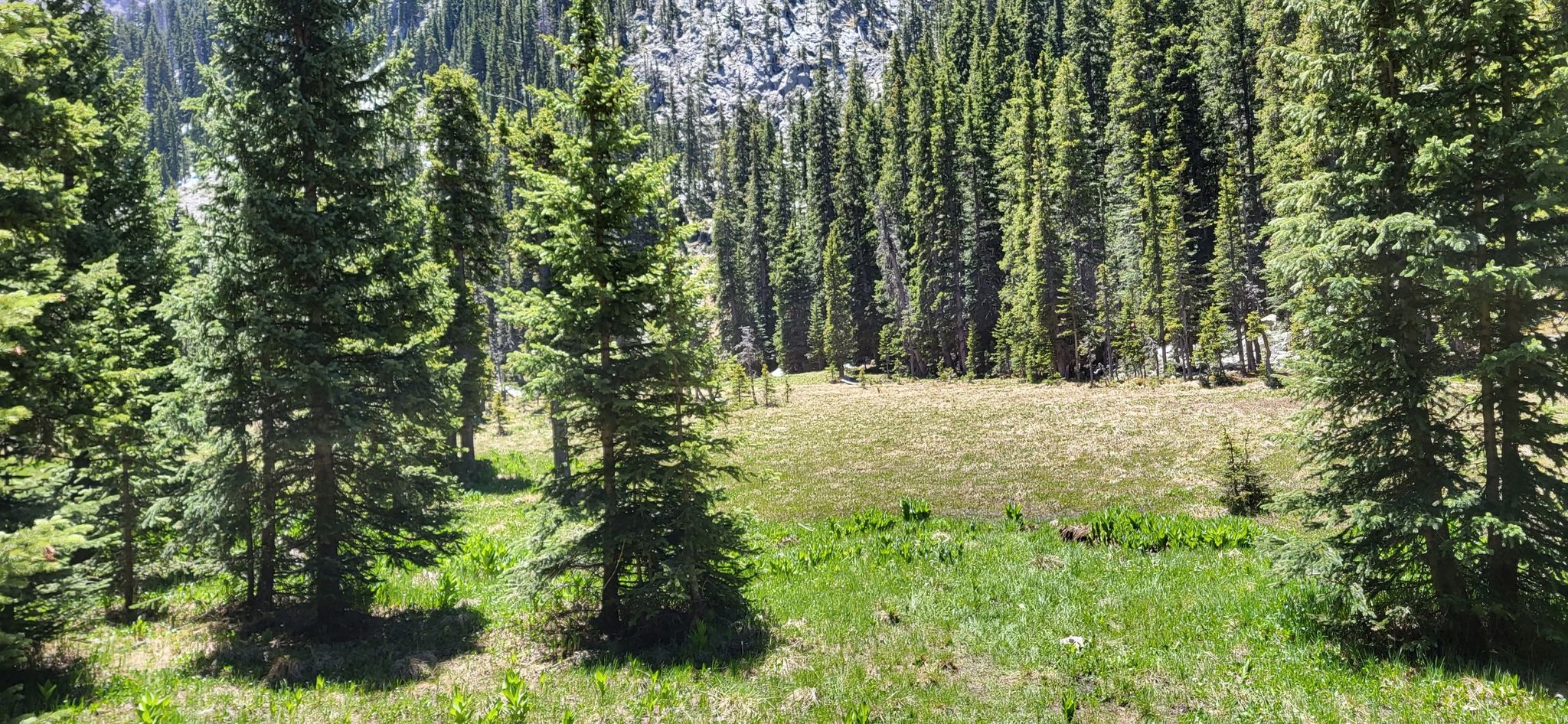 Sunny forest clearing with green grass surrounded by tall pine trees. - Nambe Lake Trail