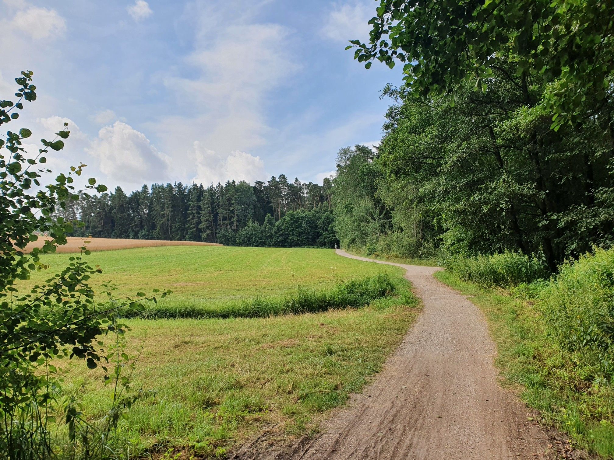 Kurz aus dem Wald