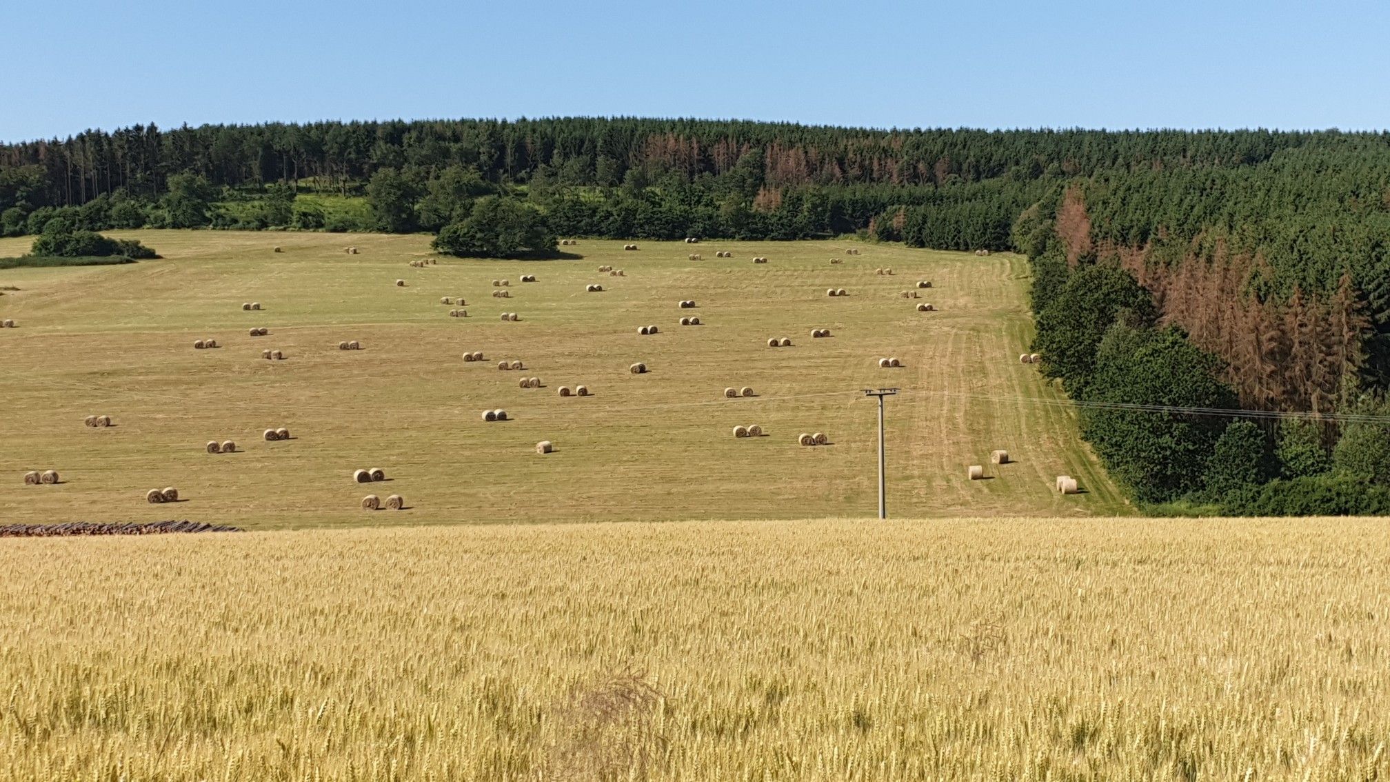 Die Heuernte ist voll im Gange - und Teile vom Wald sind dürr