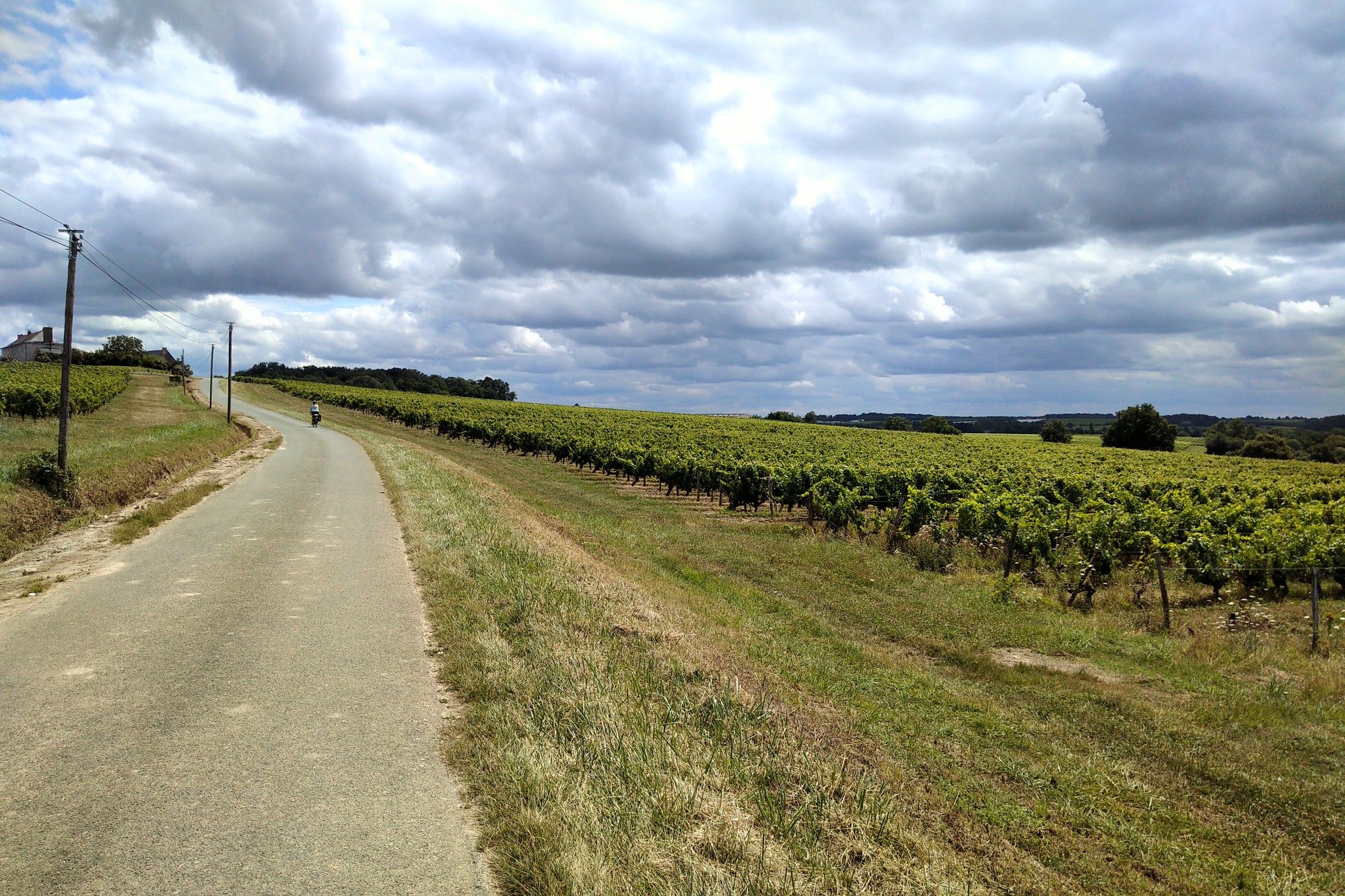 a detour through the sunny vineyards to avoid a highway. 