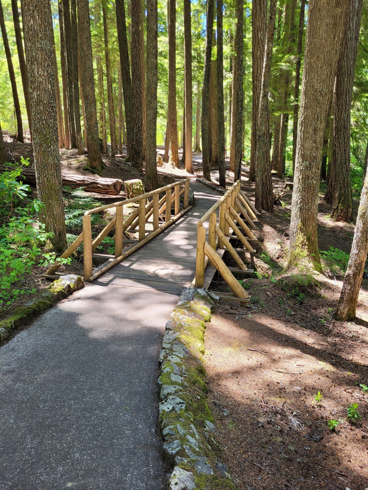 A paved path leads to a rustic wooden bridge in a sun-dappled forest. - Salt Creek and Diamond Creek Falls Loop
