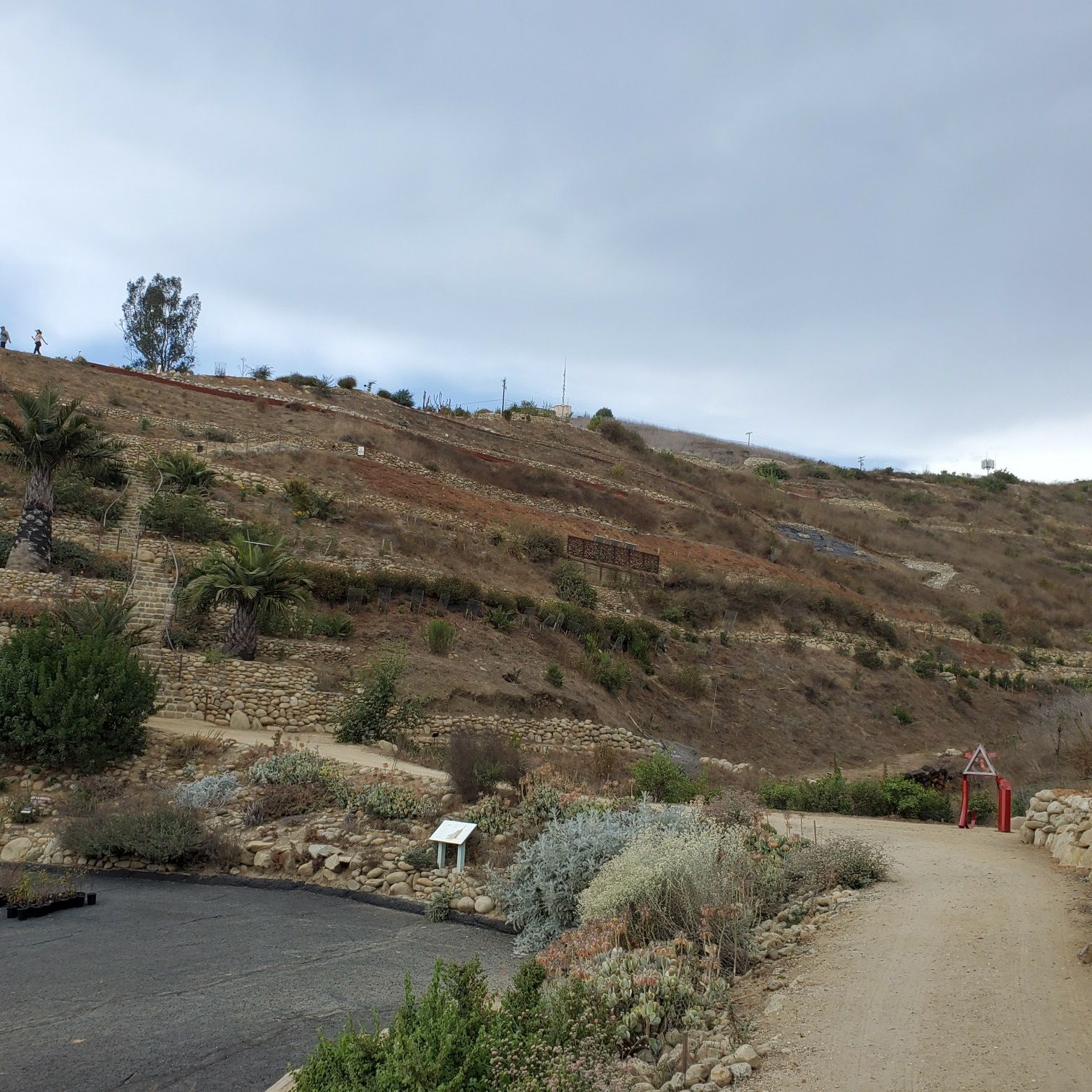 Dry, steep hillside with sparse plants and winding paths under an overcast sky. - Ventura Botanical Gardens – Dargan's Irish Pub loop from Ventura