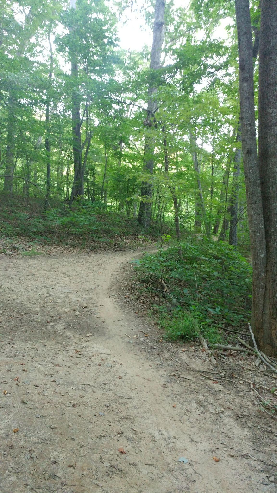 A dirt path forks in a bright, dense green forest with tall trees. - Wolf Branch Loop