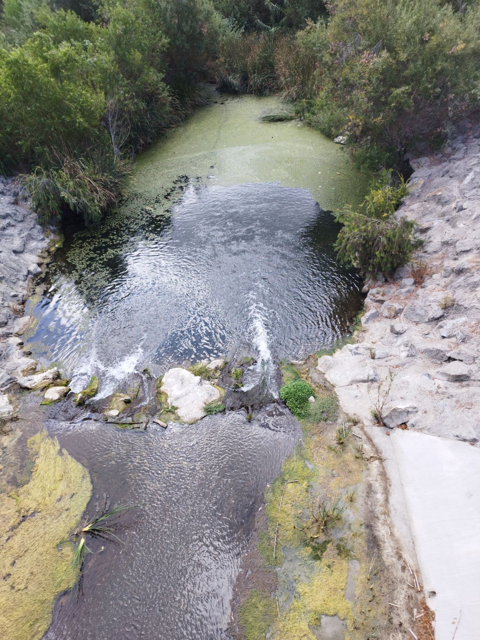 A stream with green algae flows over small waterfalls through lush foliage. - La Plaza Park – Laguna Niguel Lake loop from Irvine