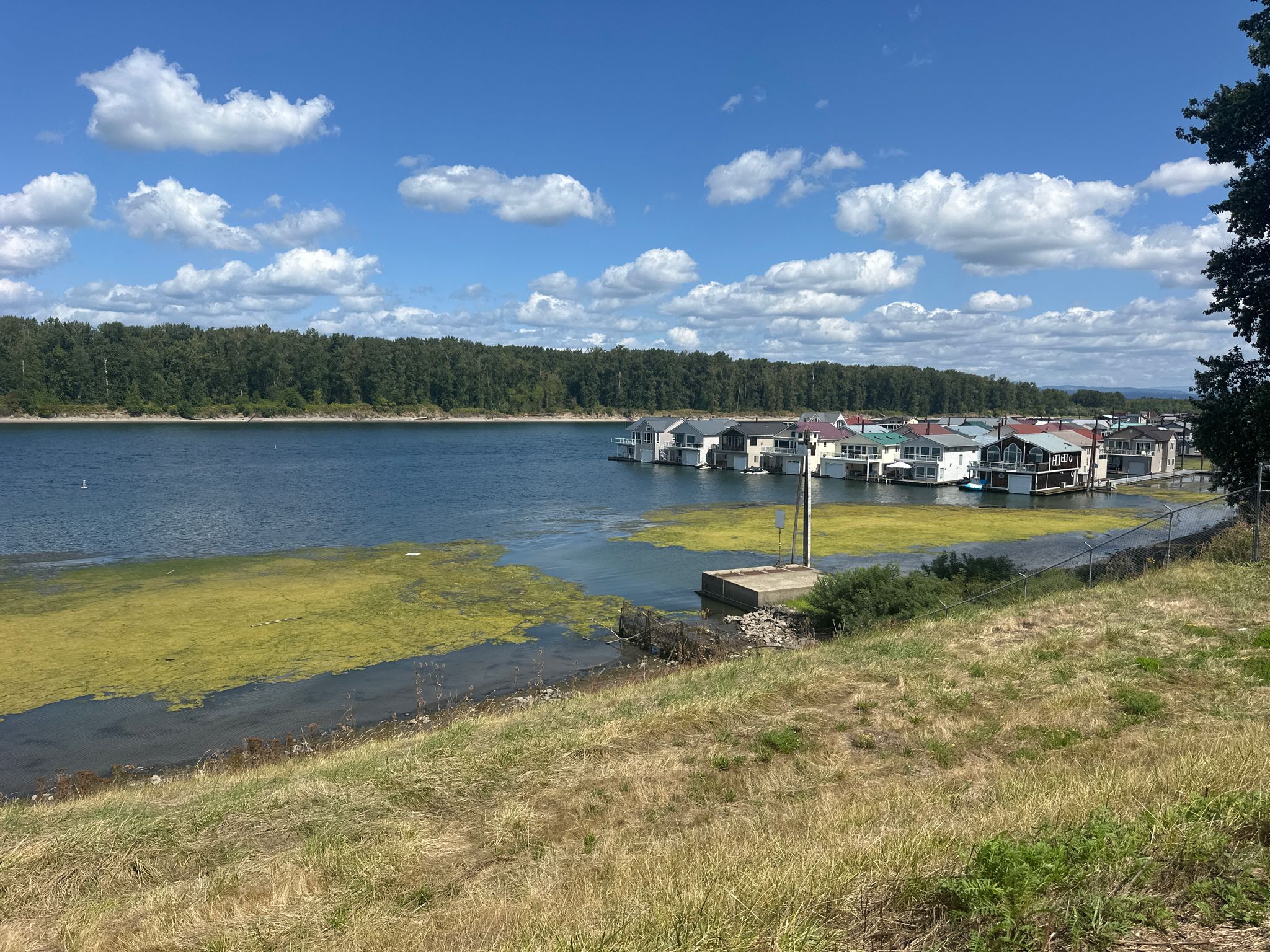 Houseboats on a river with green algae, under a bright blue sky. - Historic Columbia River Highway and Marine Drive Loop
