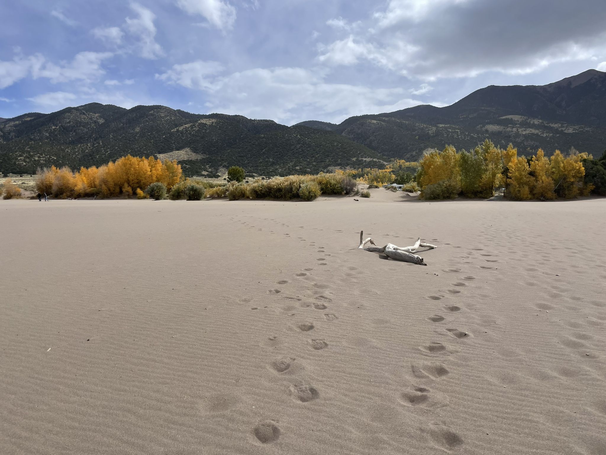 Footprints in the sand lead towards distant yellow trees and mountains under cloudy sky. - Sand Dunes – Medano Creek loop from High Dune