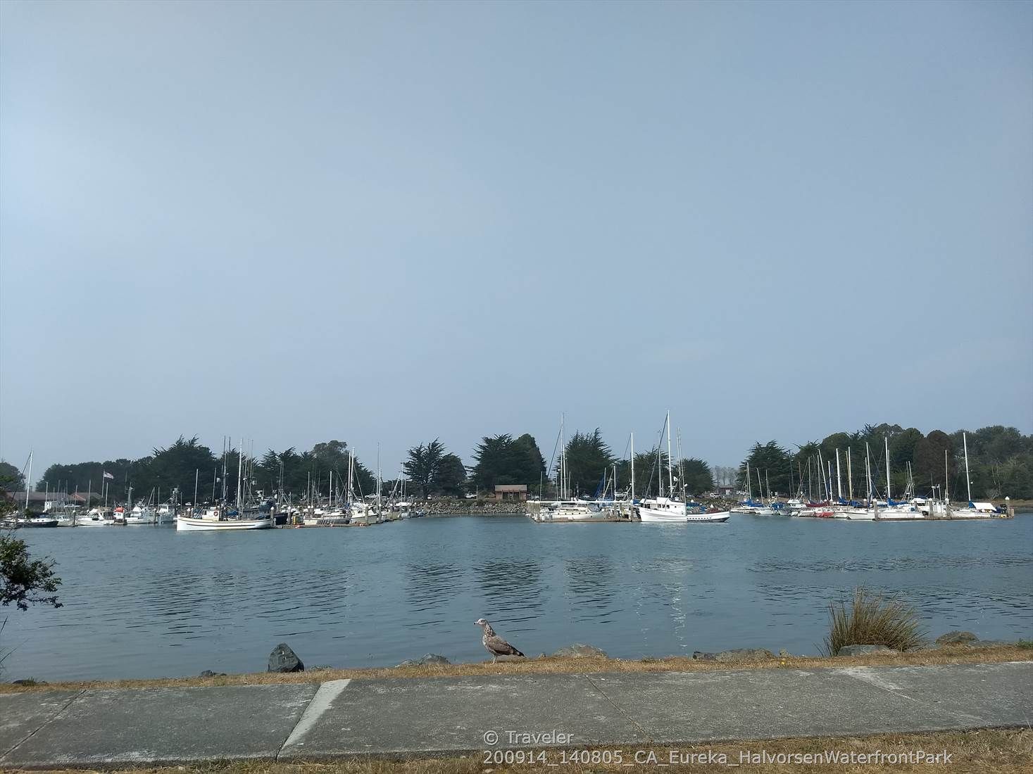 Overcast view of a marina with many boats and a bird on the shore. - Elk River Wildlife Sanctuary loop from Eureka