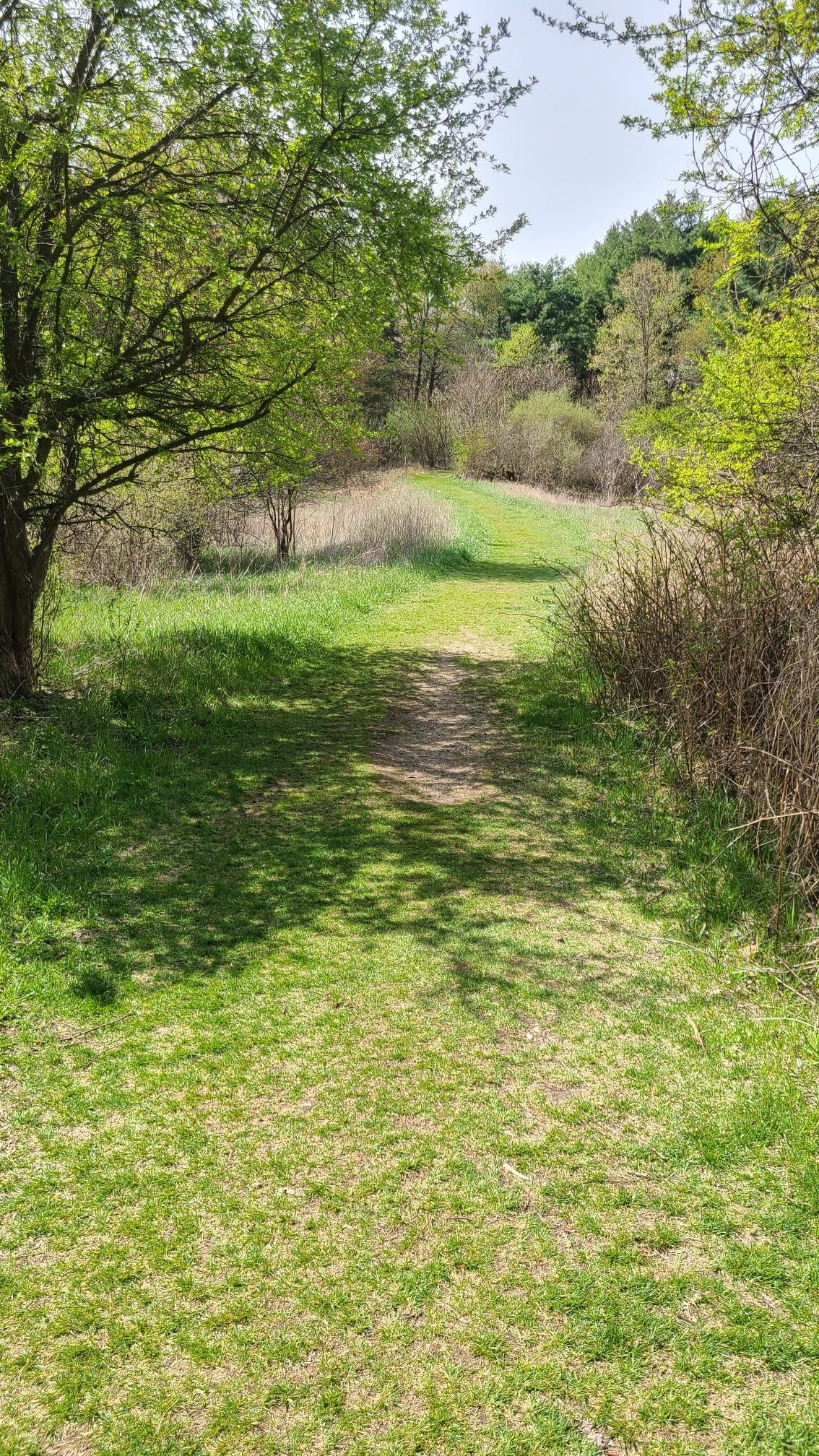 A sunny grassy path winds through a clearing with green trees. - Fred McLinden Nature Trails