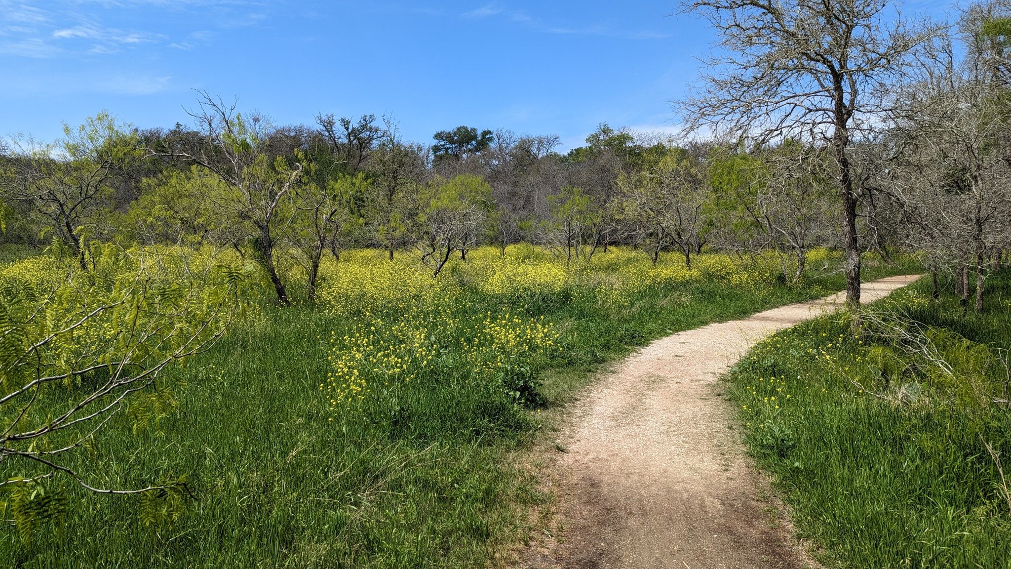 Sunny dirt path winding through a field of green grass and yellow flowers. - San Marcos River, Mesquite Flats, and Ottine Swamp Trails