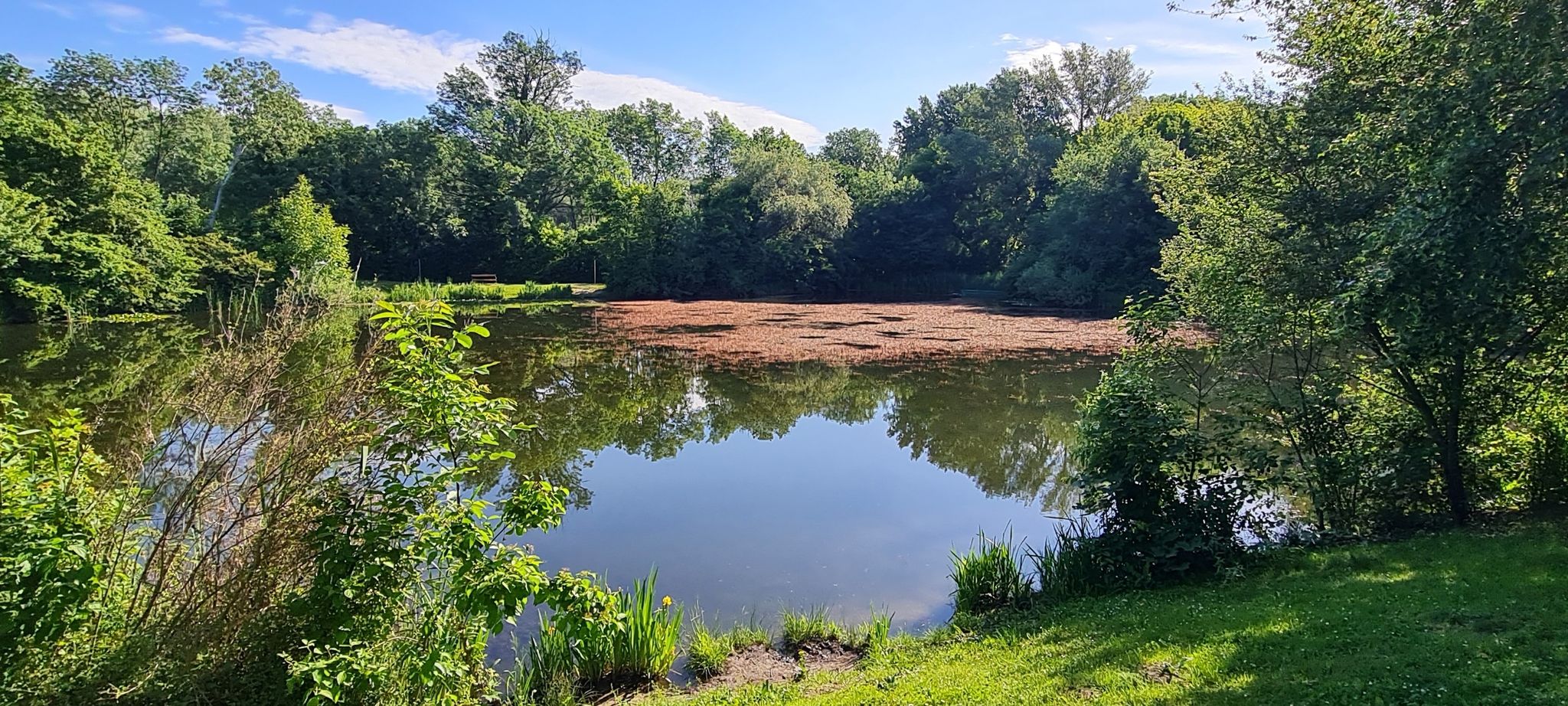 Zierteich