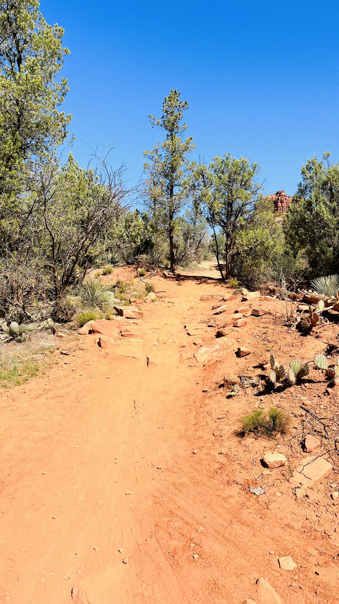 Narrow red dirt path winding through sparse green trees under a clear sky. - Slim Shady and Made in the Shade Loop Trail