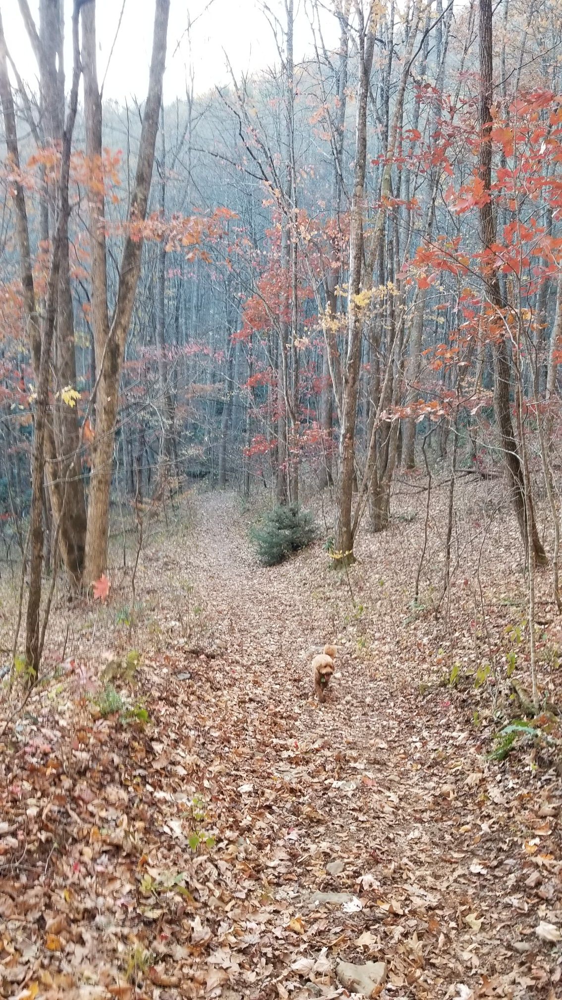 A small dog walks down a leaf-covered forest path in diffused light. - West Fork Trail – Blackrock Mountain loop from Pinnacle Park Tour