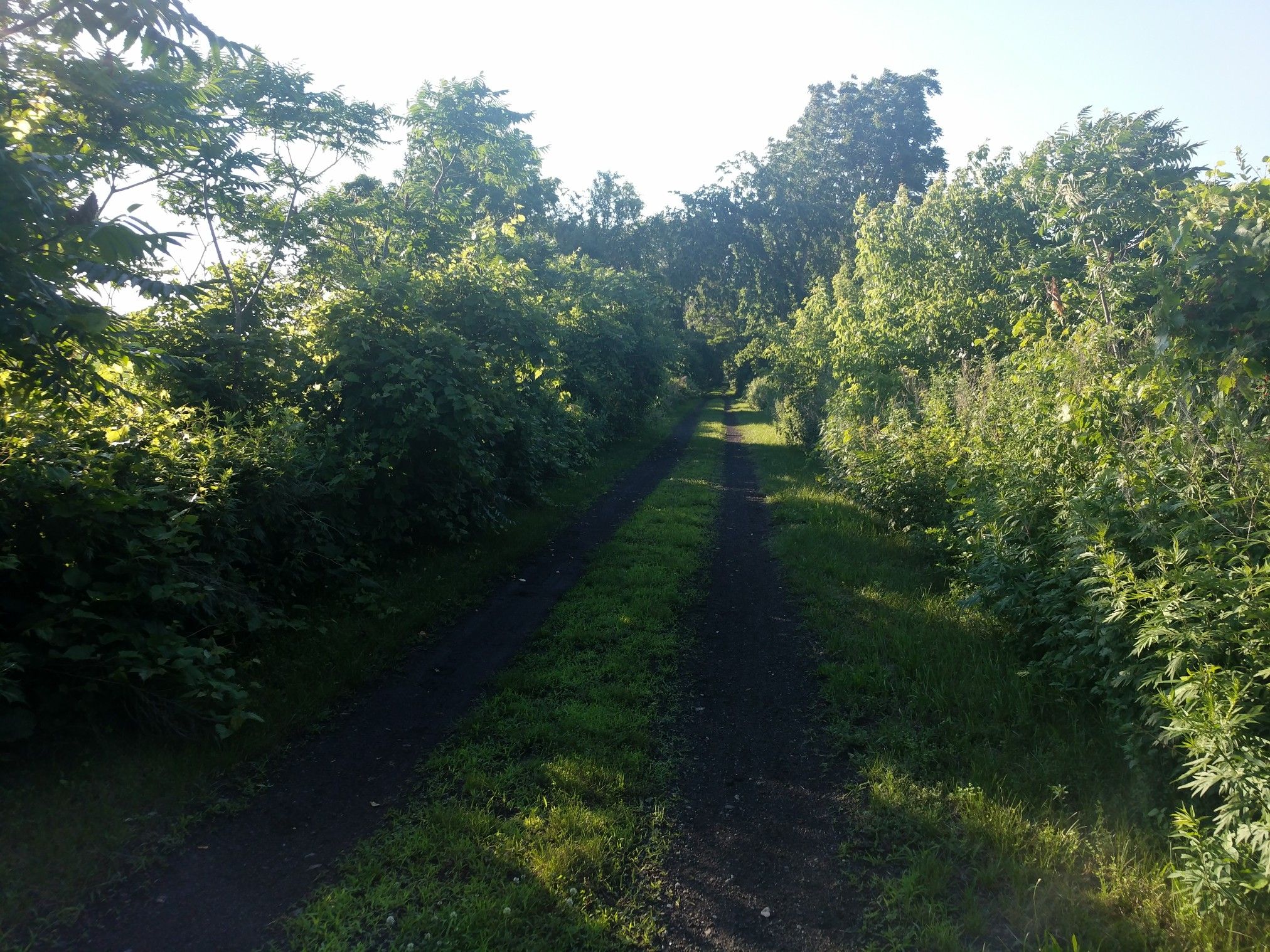 Narrow dirt path through dense green foliage under bright sunlight. - Wadsworth Junction loop from Scottsville