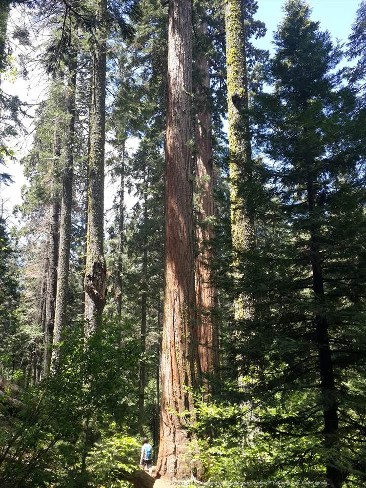 A person walks past a massive tree in a sun-dappled, dense forest. - Shadow of the Giants National Recreation Trail