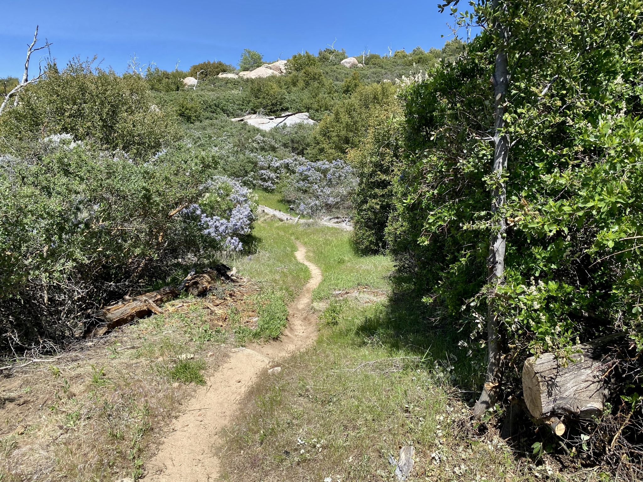 Narrow dirt path winding through green grass and dense bushes on a sunny day. - Stonewall Peak Loop